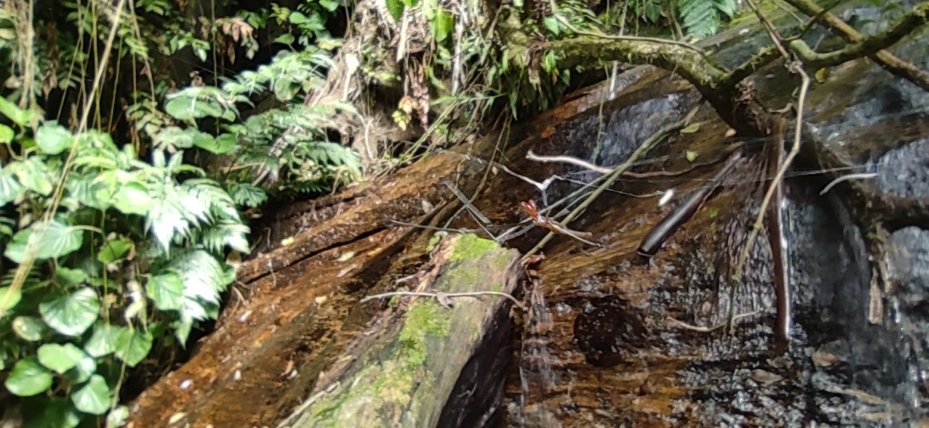 Aranhas-dos-Juncos (Tetragnatha), aracnídeos, fotografado em Maresias, São Sebastião