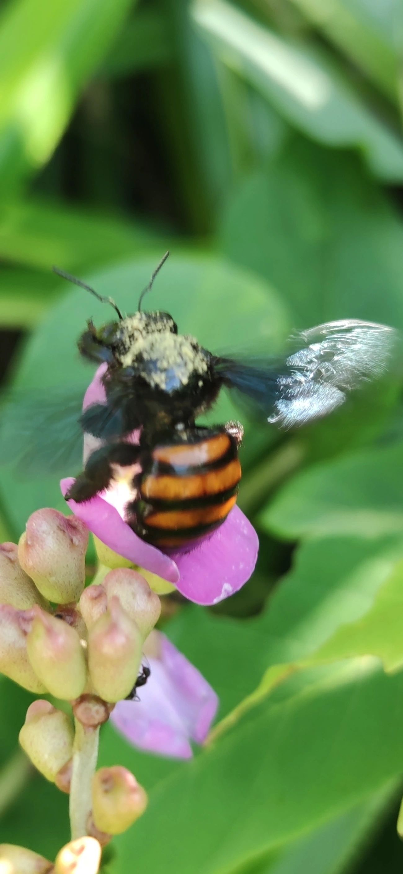 Abelhas-carpinteiras (Xylocopa), insetos, fotografado em Maresias, São Sebastião