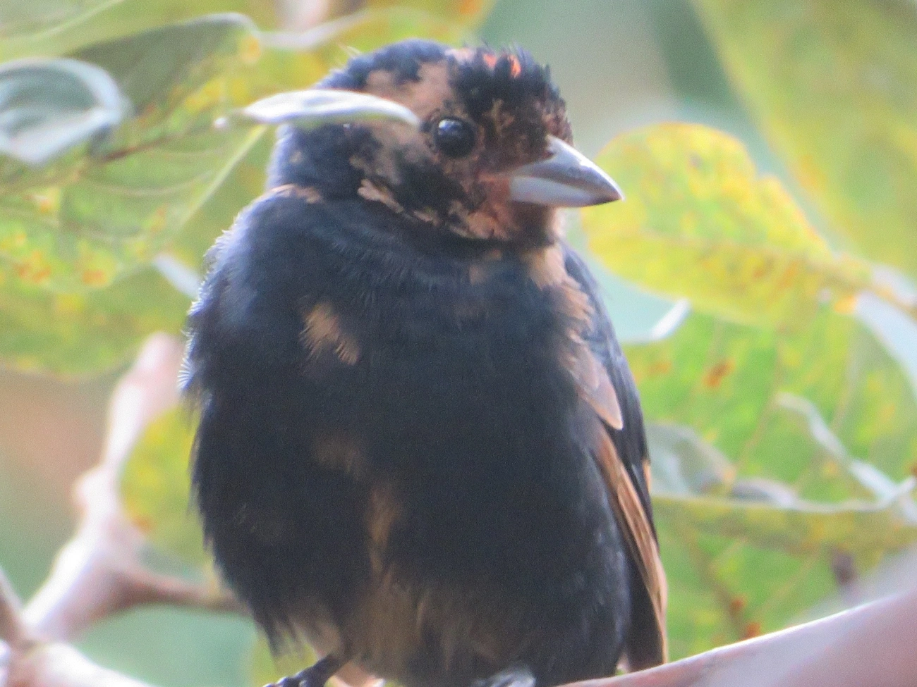 Tiê-preto (Tachyphonus coronatus), aves, fotografado em Maresias, São Sebastião