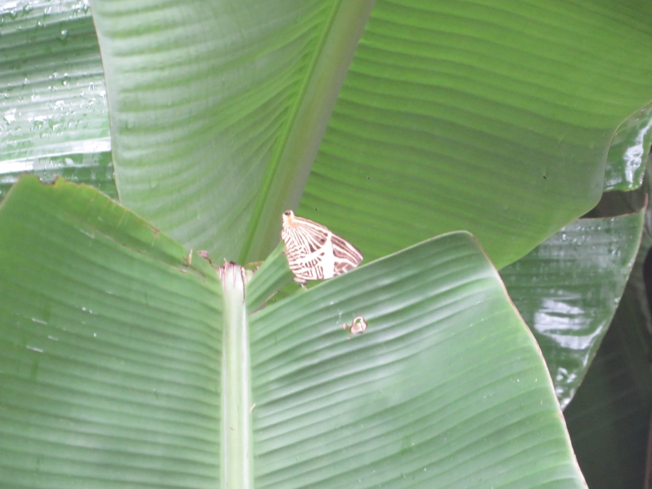 Borboleta-Zebra (Colobura dirce), insetos, fotografado em Maresias, São Sebastião