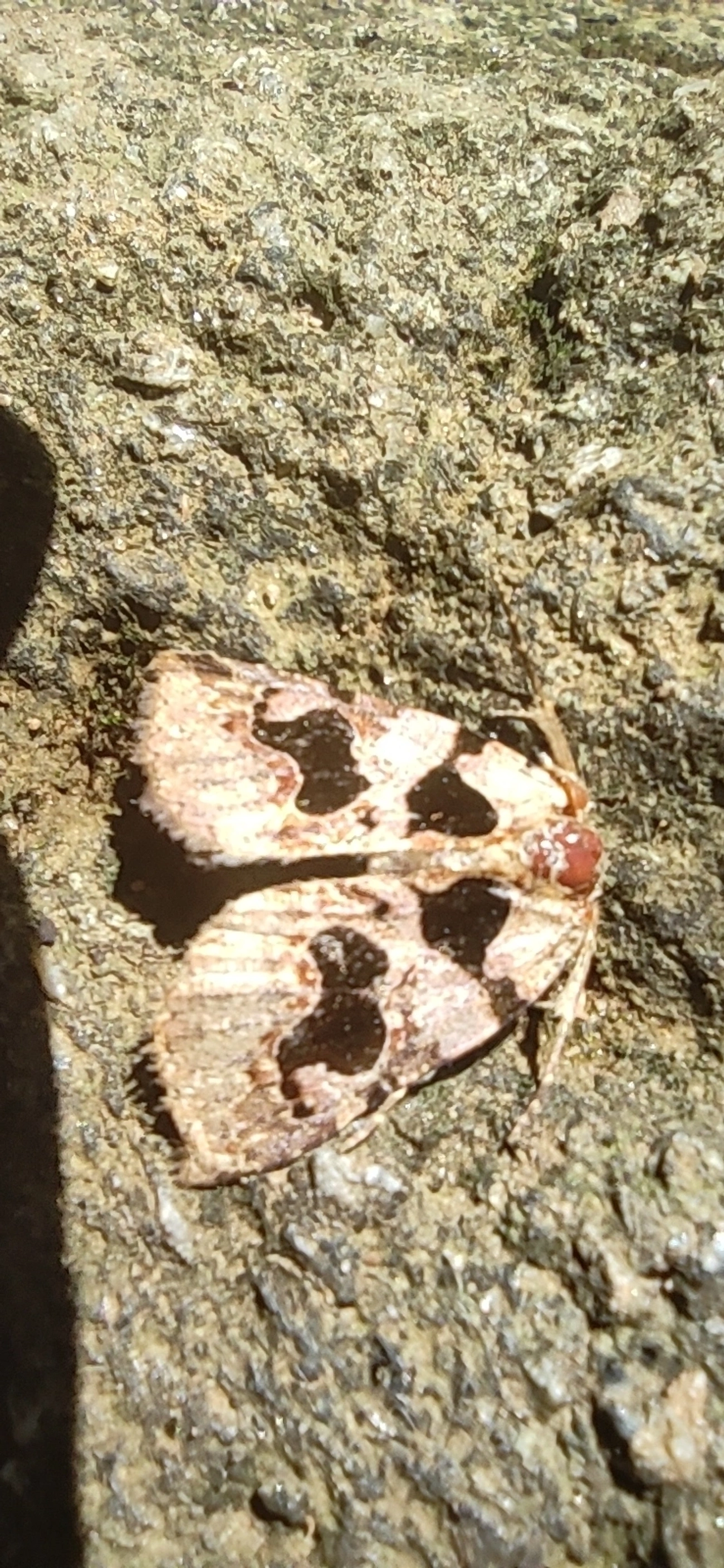 Athyrma, insetos, fotografado em Maresias, São Sebastião