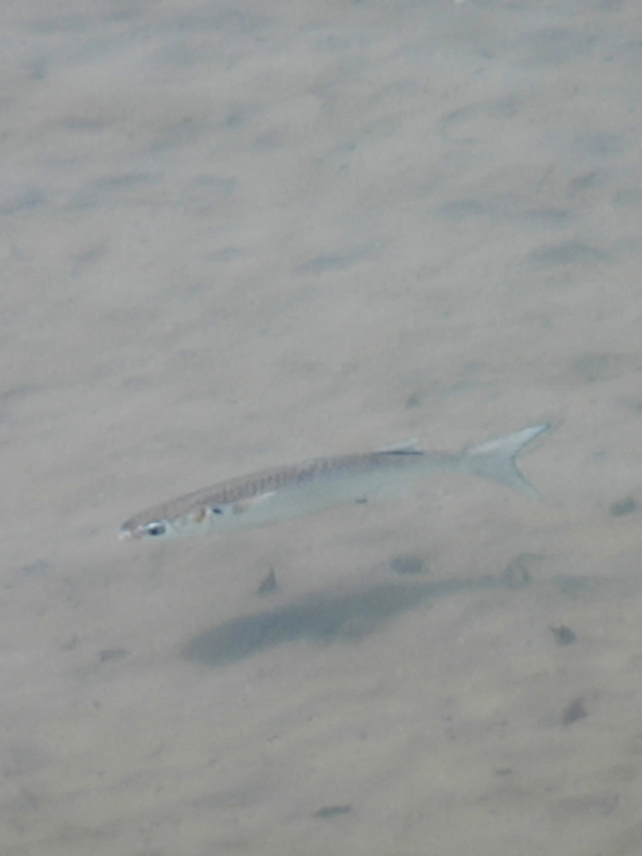Mugil, peixes, fotografado em Perequê, Ilhabela