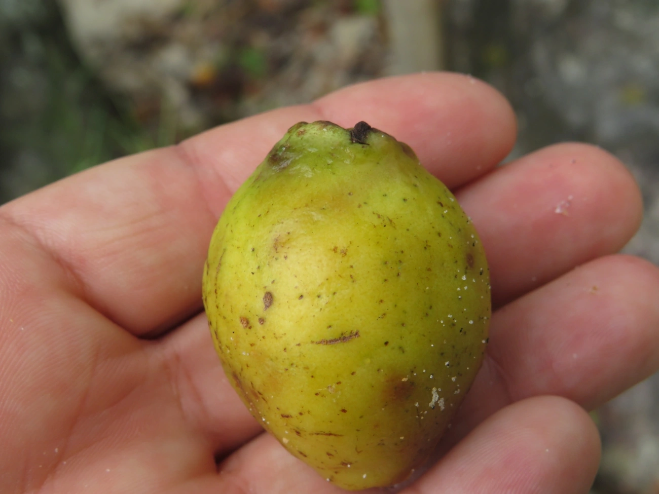 Goiabas (Psidium), plantas, fotografado em Maresias, São Sebastião