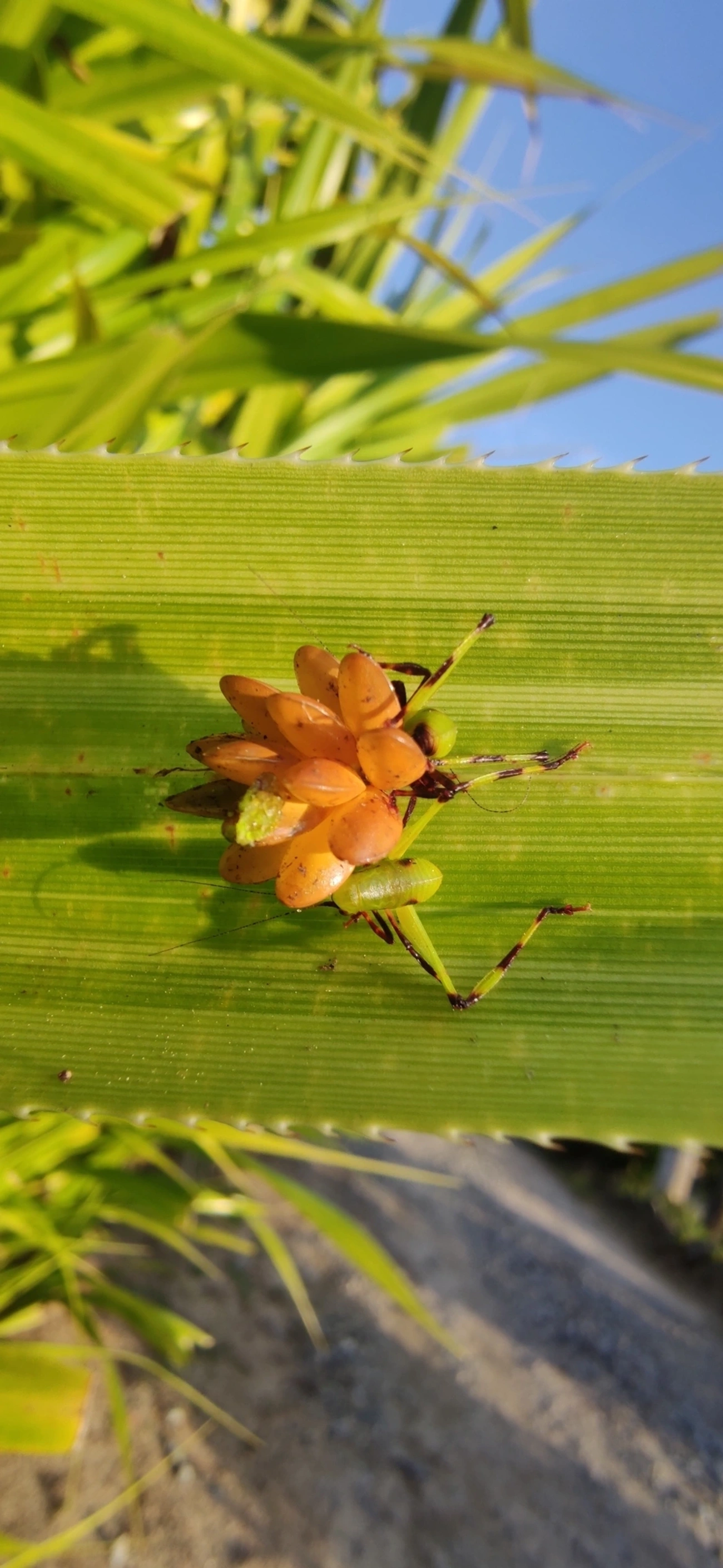 Cnemidophyllum oblitum, insetos, fotografado em Maresias, São Sebastião