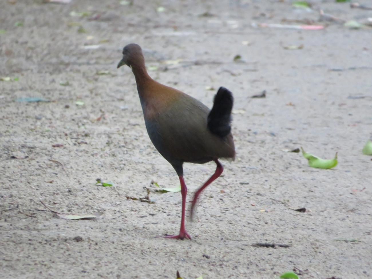 Saracura-do-mato (Aramides saracura), aves, fotografado em Maresias, São Sebastião