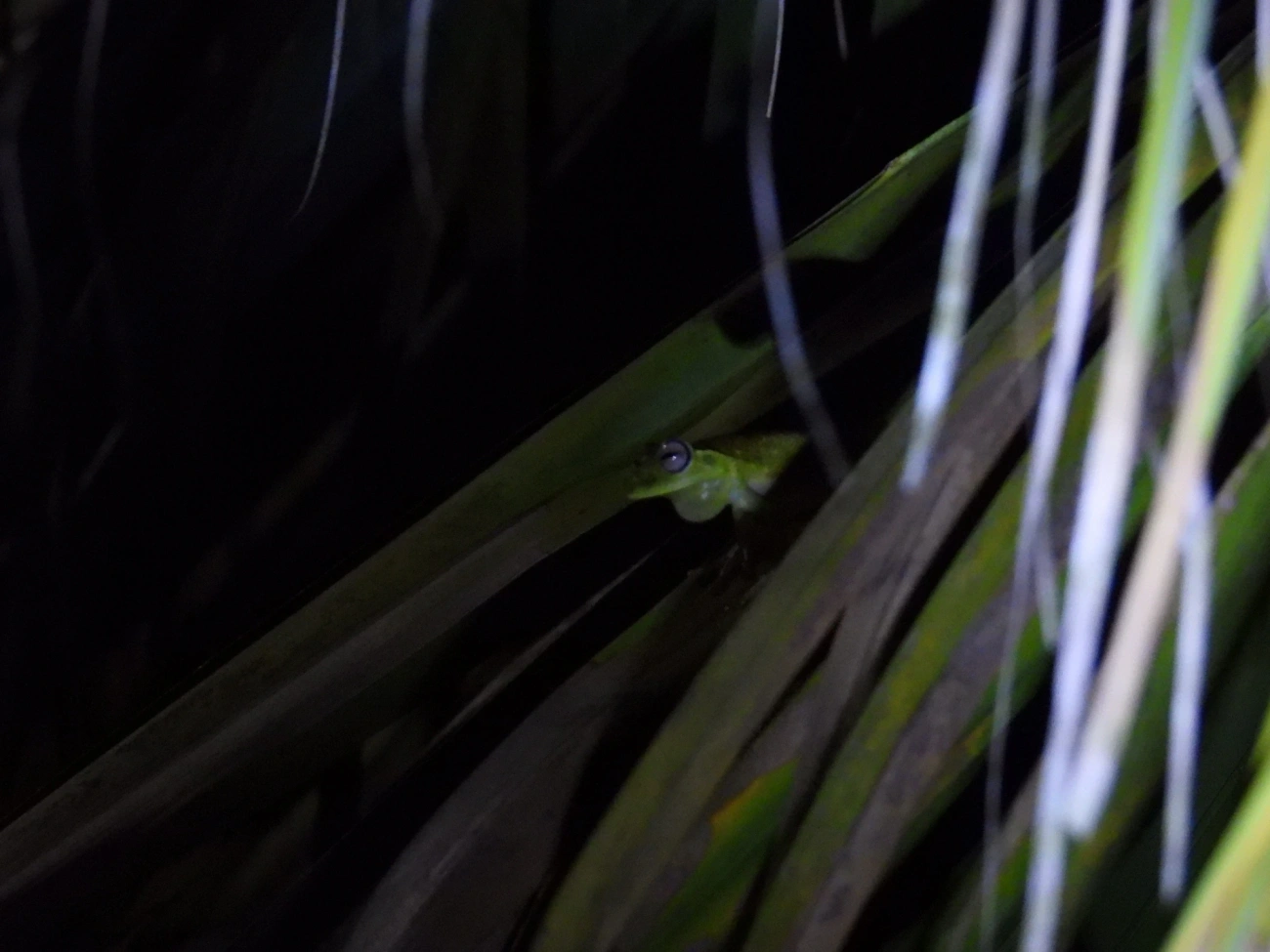Perereca-araponga (Boana albomarginata), anfíbios, fotografado em Maresias, São Sebastião