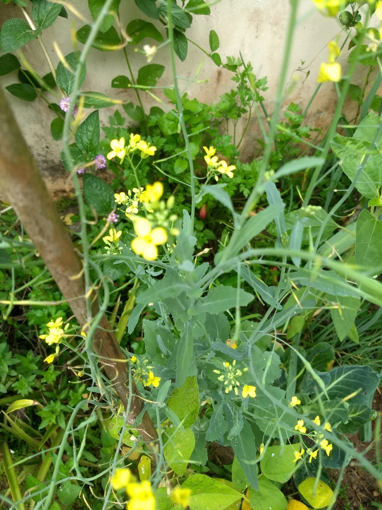 Couve (Brassica oleracea), plantas, fotografado em Maresias, São Sebastião
