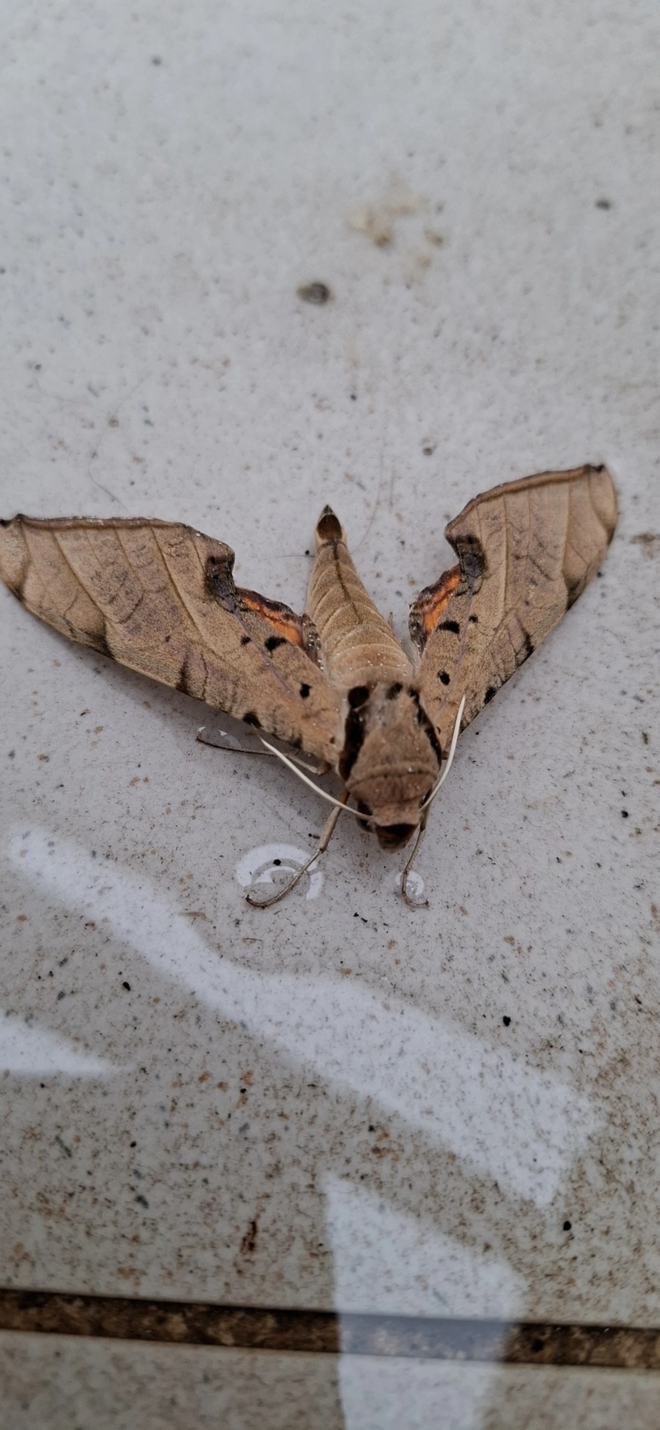 Lagarta-das-Folhas (Protambulyx strigilis), insetos, fotografado em Maresias, São Sebastião