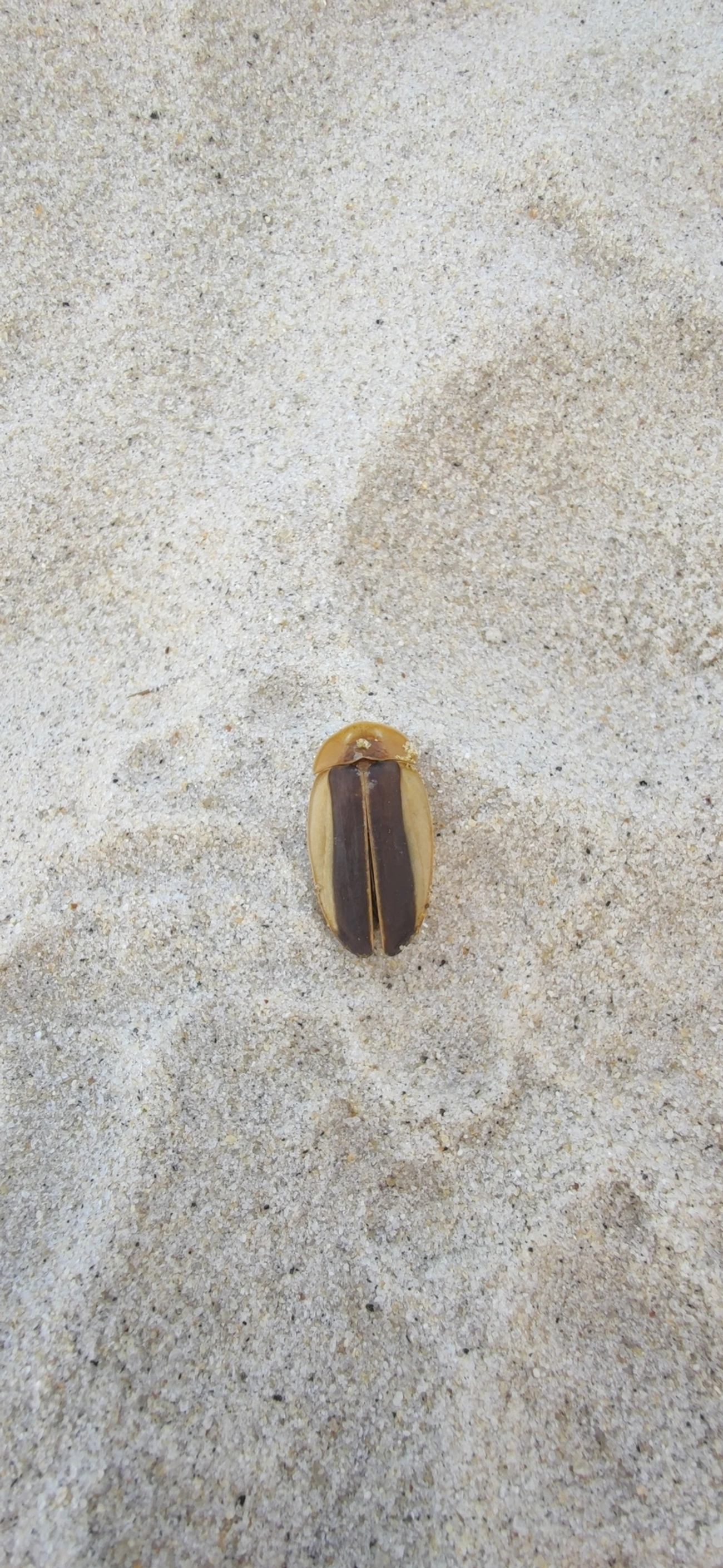 Vaga-lume (Cratomorphus aequalis), insetos, fotografado em São Sebastião