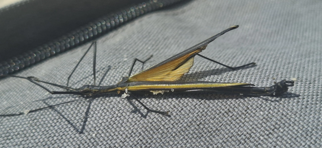 Bicho-pau (Paraphasma laterale), insetos, fotografado em Maresias, São Sebastião