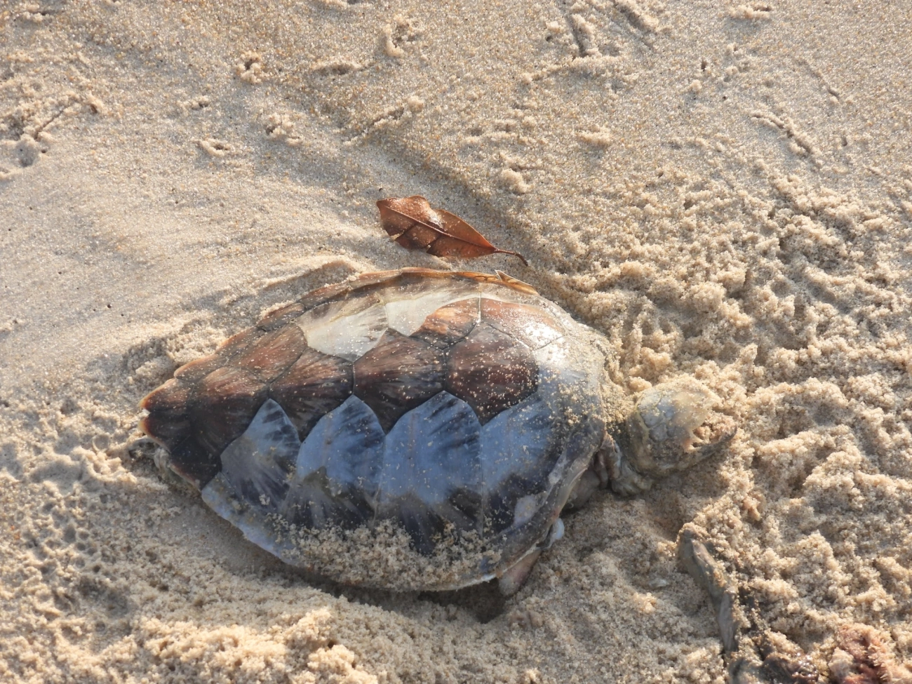 Tartaruga-verde (Chelonia mydas), répteis, fotografado em São Sebastião