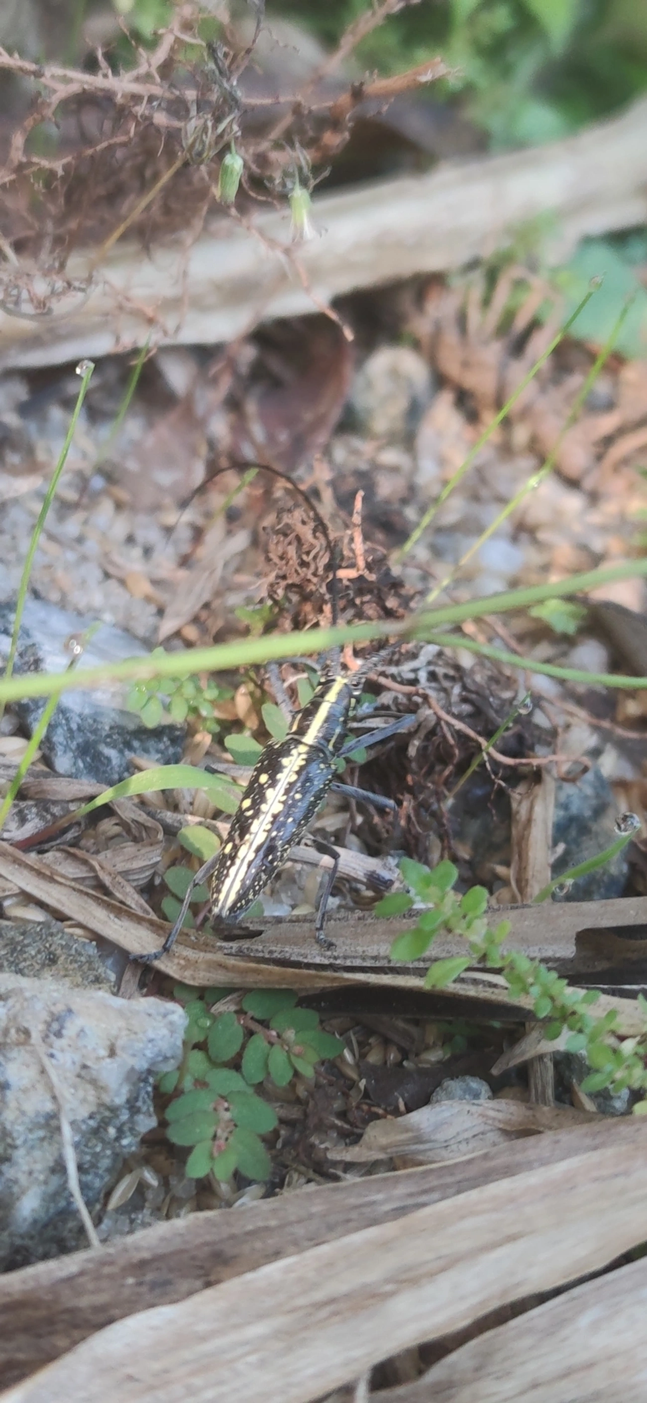 Serra-pau (Taeniotes amazonum), insetos, fotografado em Maresias, São Sebastião