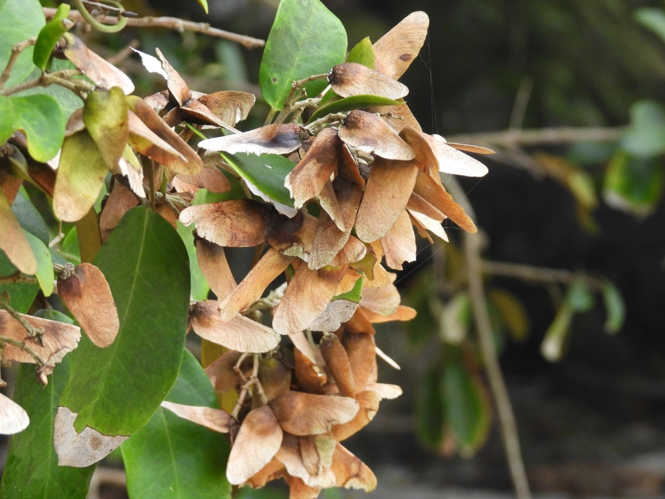 Plantas (Plantae), plantas, fotografado em Maresias, São Sebastião