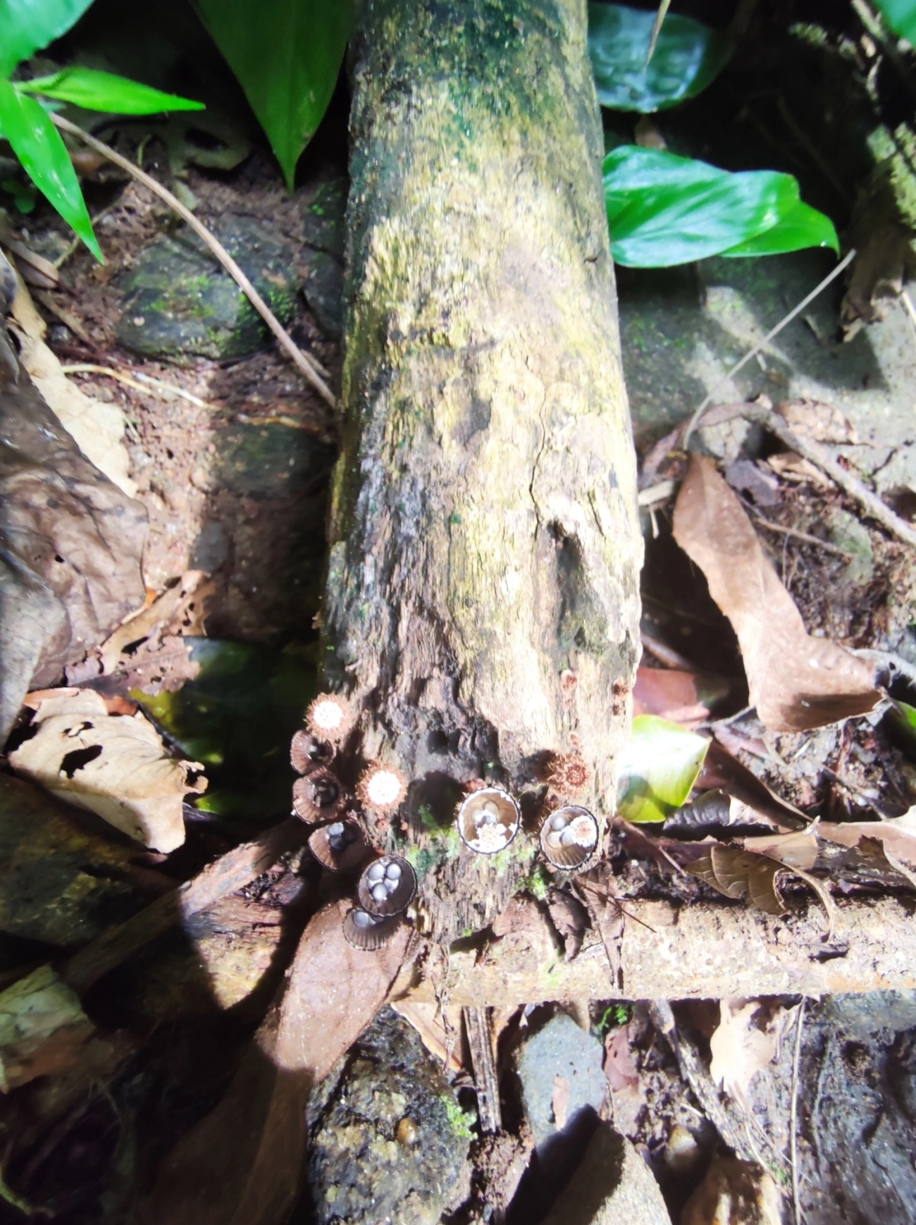 Ninho-de-pássaro-do-esterco (Cyathus stercoreus), fungos, fotografado em São Sebastião