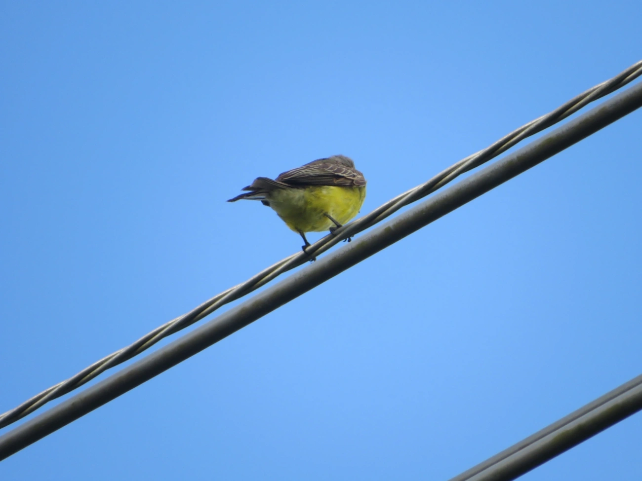 Suiriri (Tyrannus melancholicus), aves, fotografado em Maresias, São Sebastião