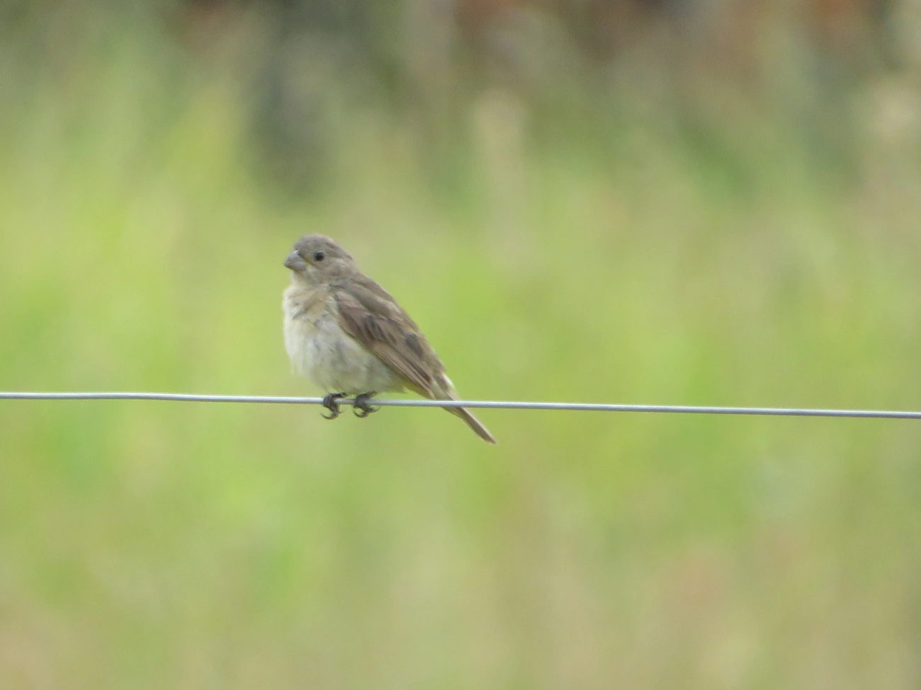 Coleirinho (Sporophila caerulescens), aves, fotografado em Maresias, São Sebastião