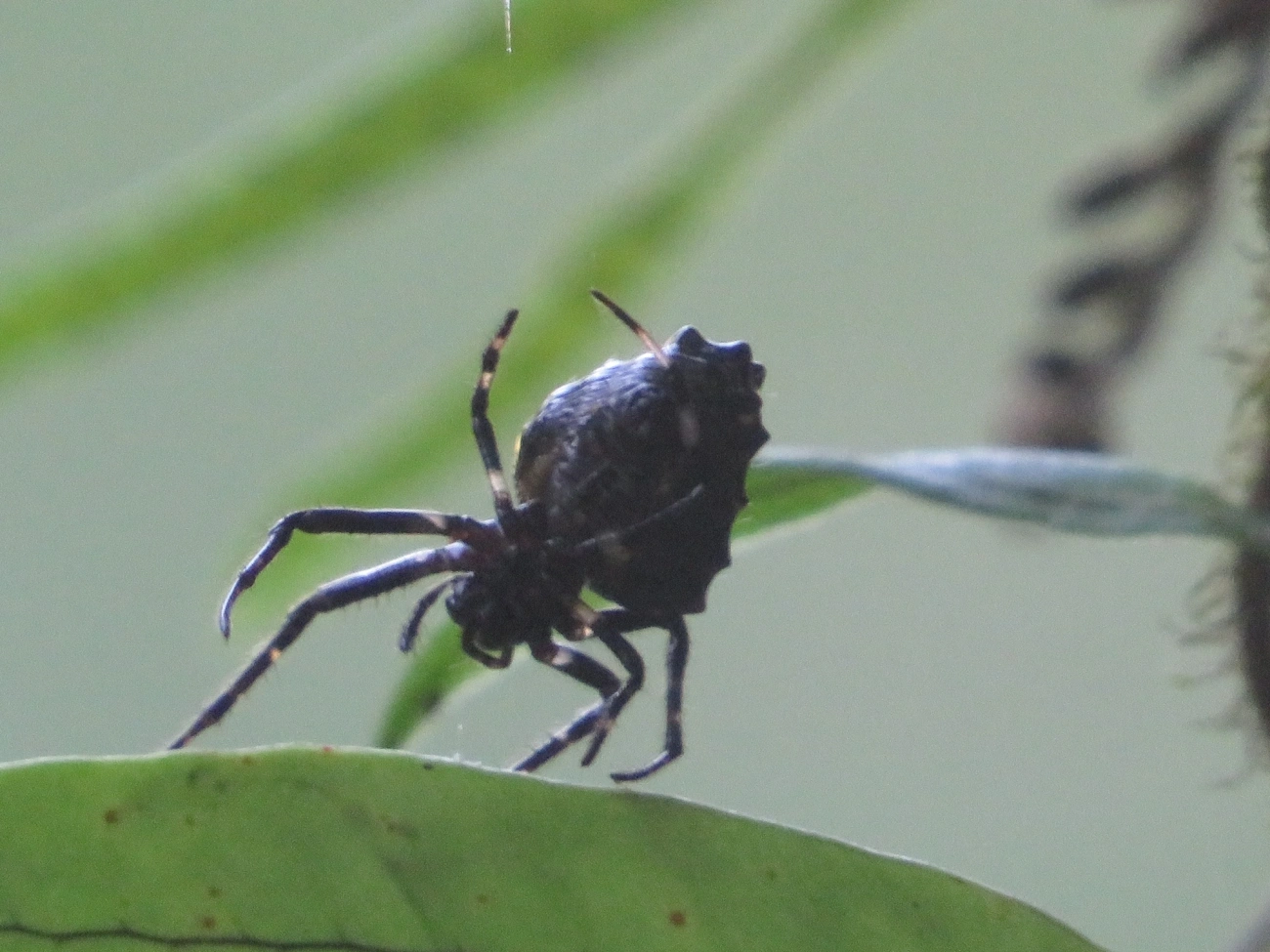 Verrucosa meridionalis, aracnídeos, fotografado em Maresias, São Sebastião