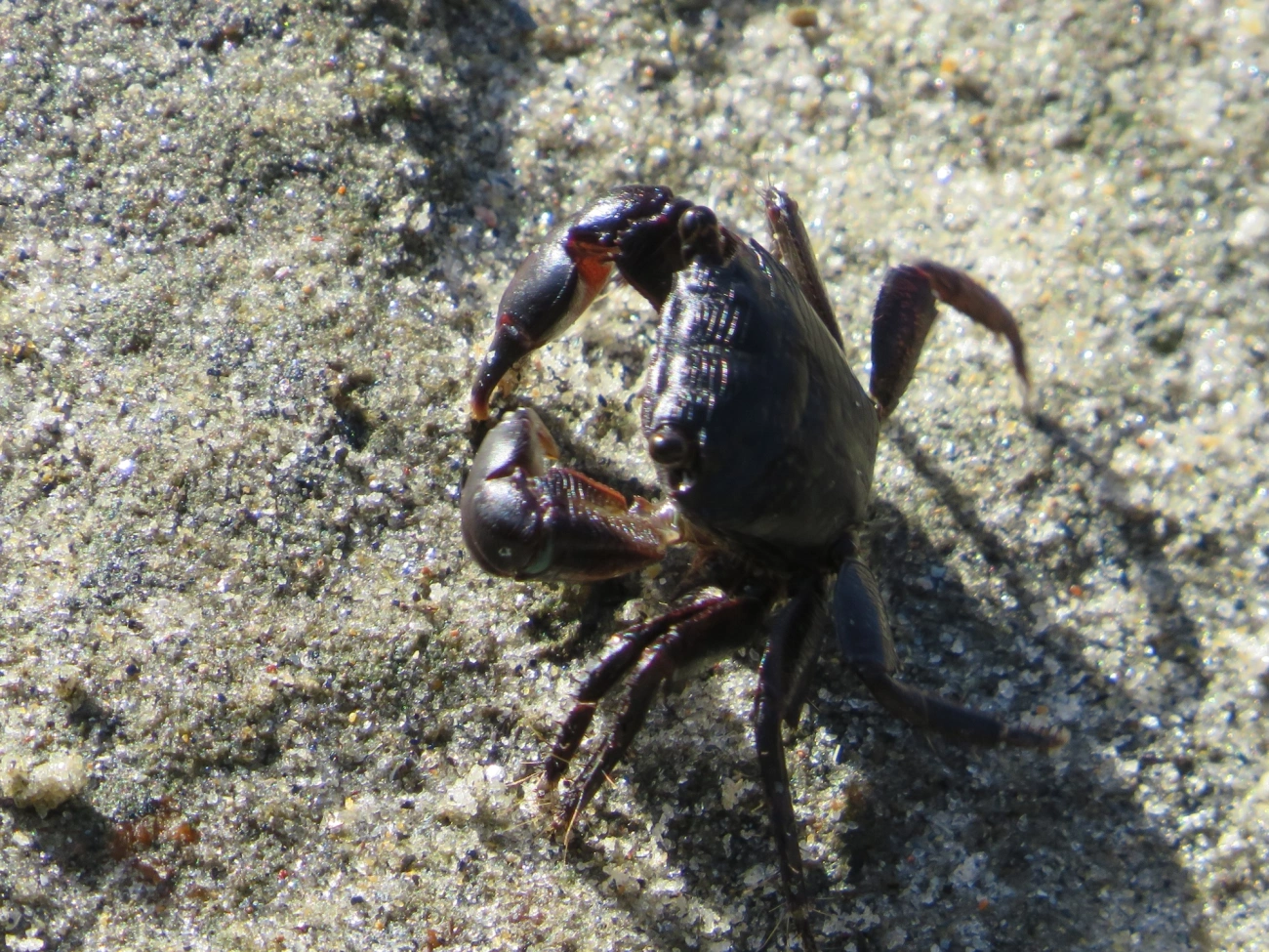 Caranguejo-verde (Pachygrapsus transversus), crustáceos, fotografado em Maresias, São Sebastião