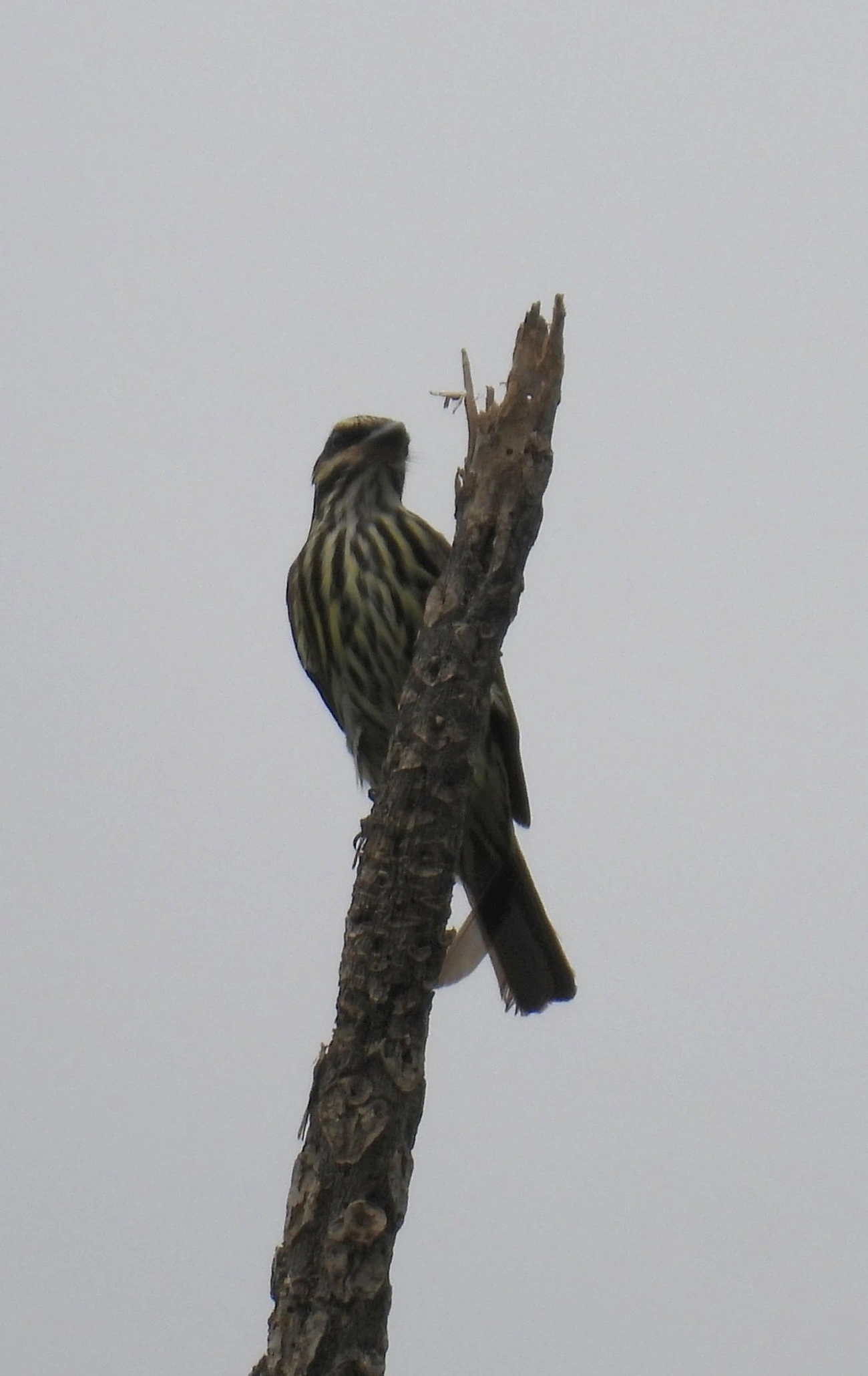 Bem-te-vi-rajado (Myiodynastes maculatus), aves, fotografado em Itu
