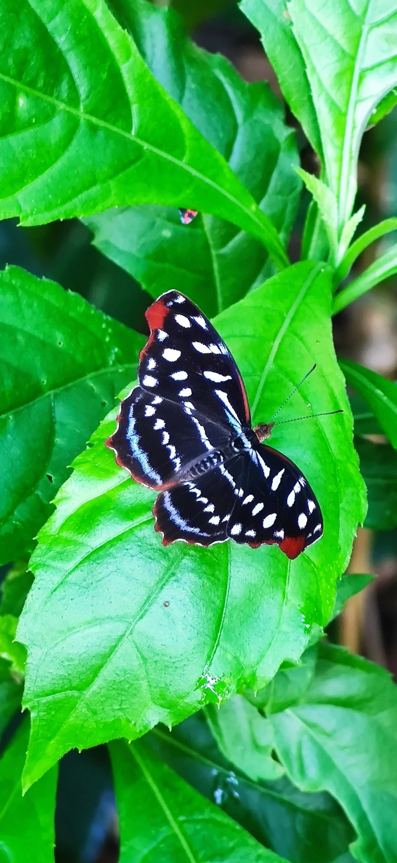 Asa-azul-de-orsis (Myscelia orsis), insetos, fotografado em Caraguatatuba