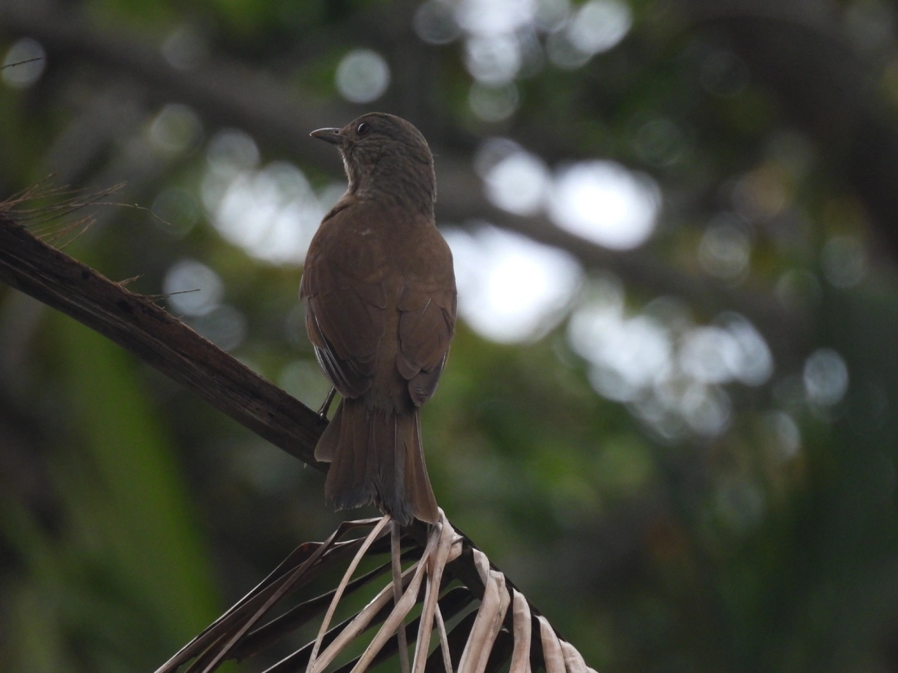 Sabiá-barranco (Turdus leucomelas), aves, fotografado em Maresias, São Sebastião