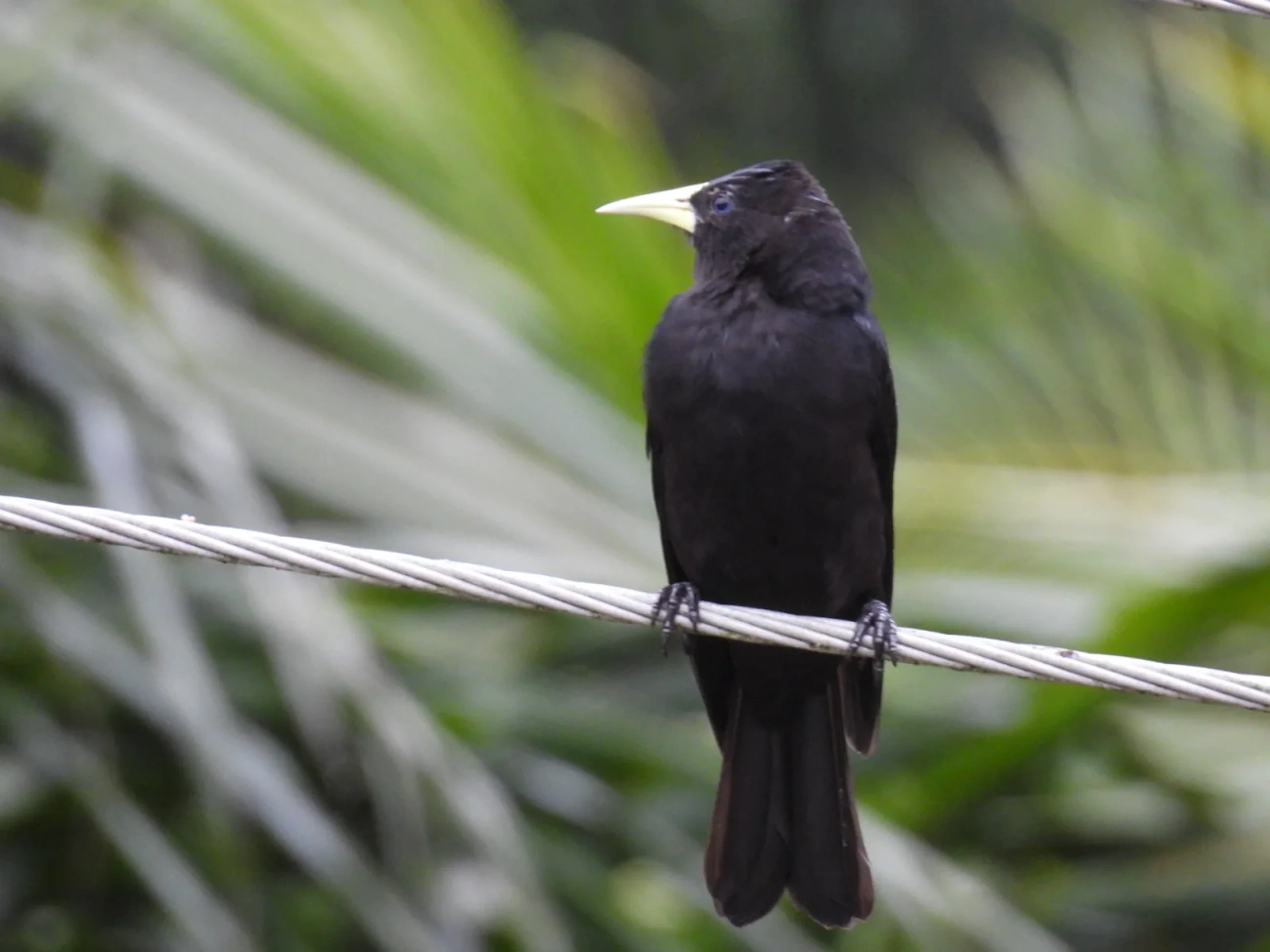Guaxe (Cacicus haemorrhous), aves, fotografado em Maresias, São Sebastião