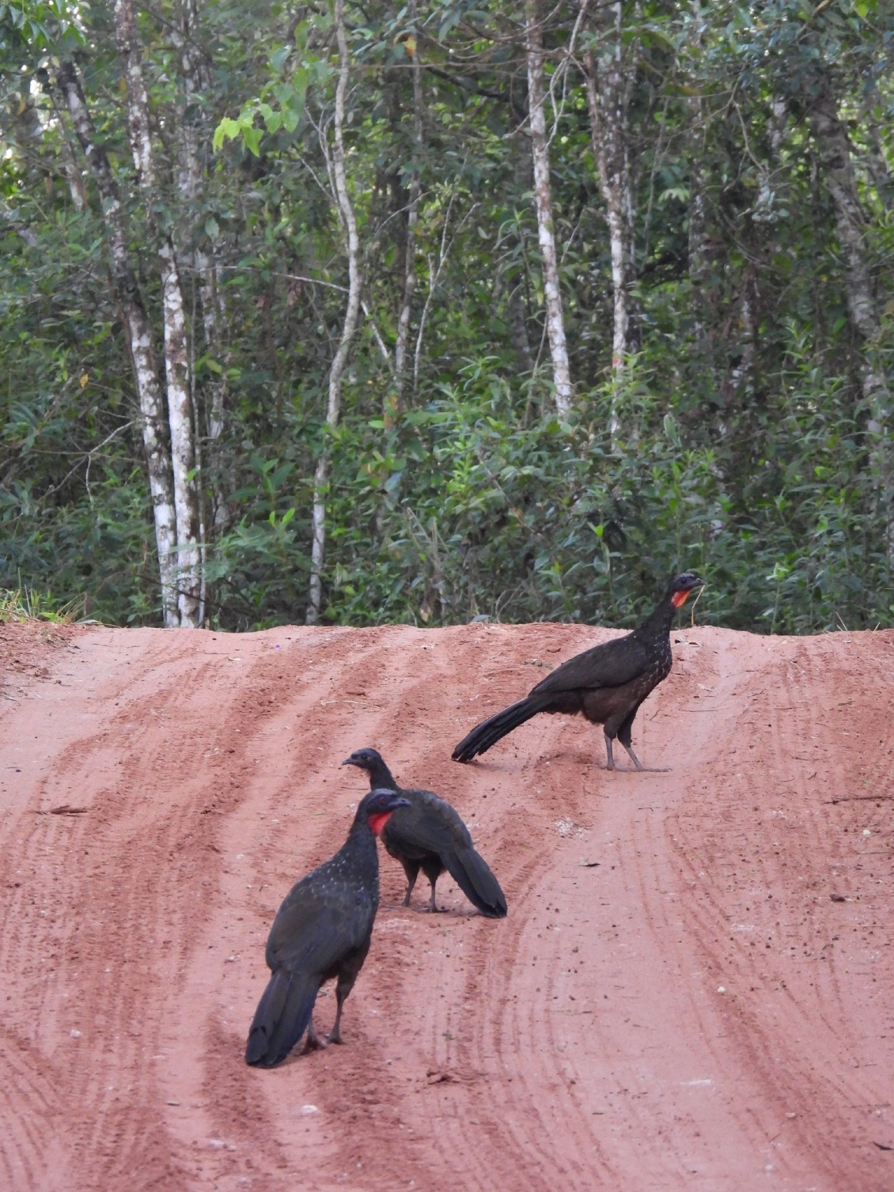 Jacuaçu (Penelope obscura), aves, fotografado em Queluz