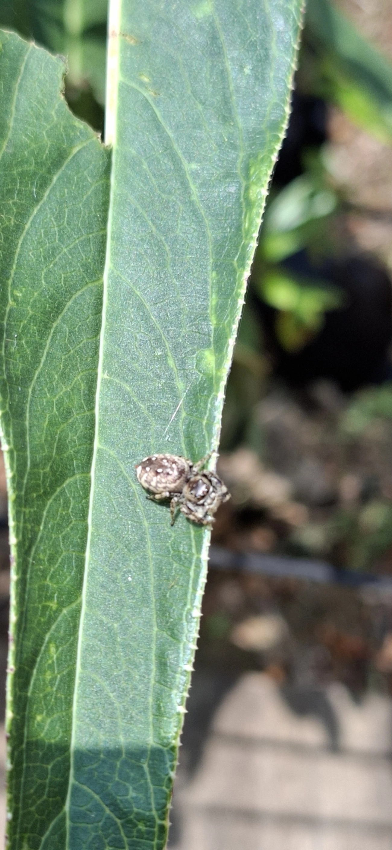 Dendryphantina, aracnídeos, fotografado em Itamonte