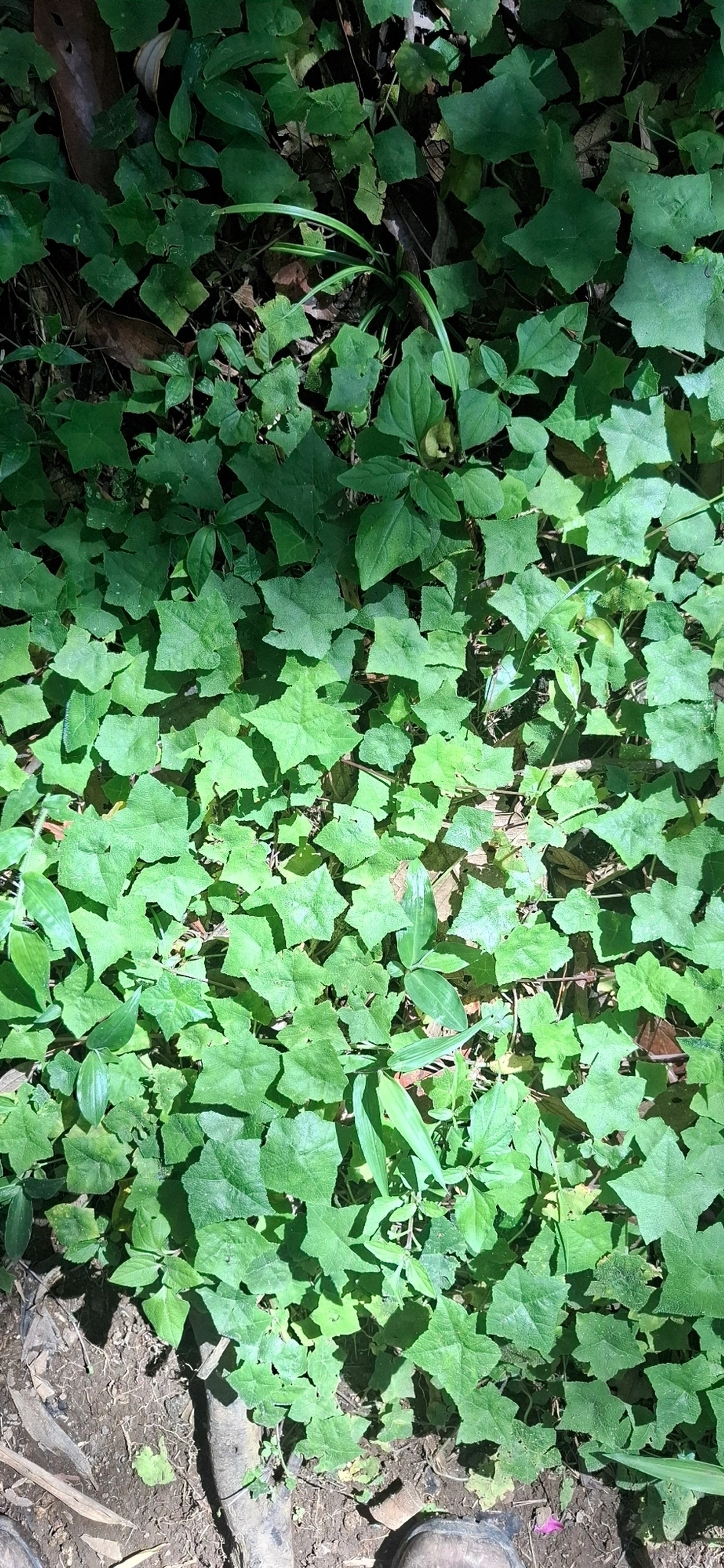 Plantas (Plantae), plantas, fotografado em Queluz