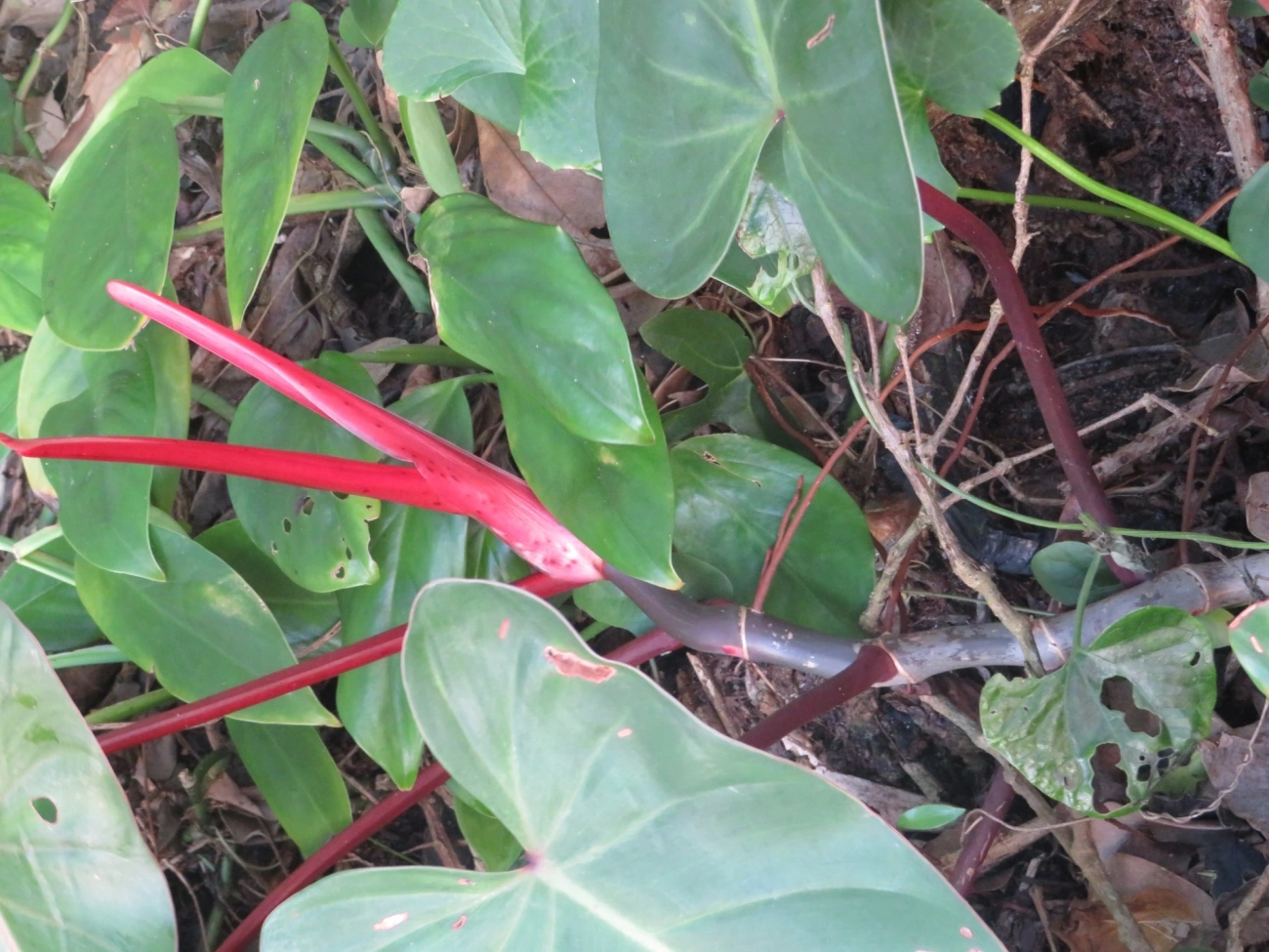 Filodendro (Philodendron erubescens), plantas, fotografado em Maresias, São Sebastião