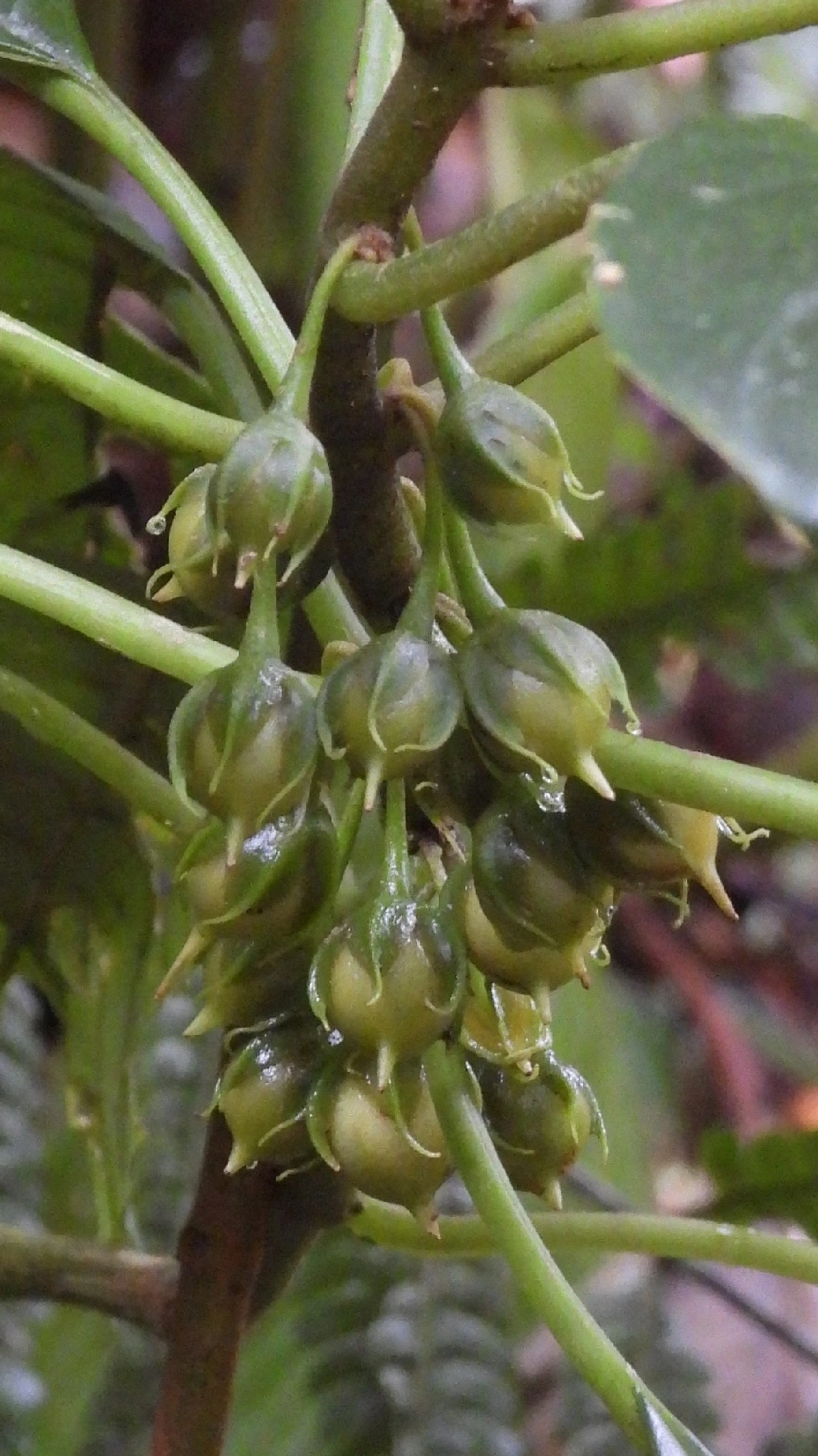 Amarelinha-bicudinha-da-mata (Besleria longimucronata), plantas, fotografado em Boiçucanga, São Sebastião