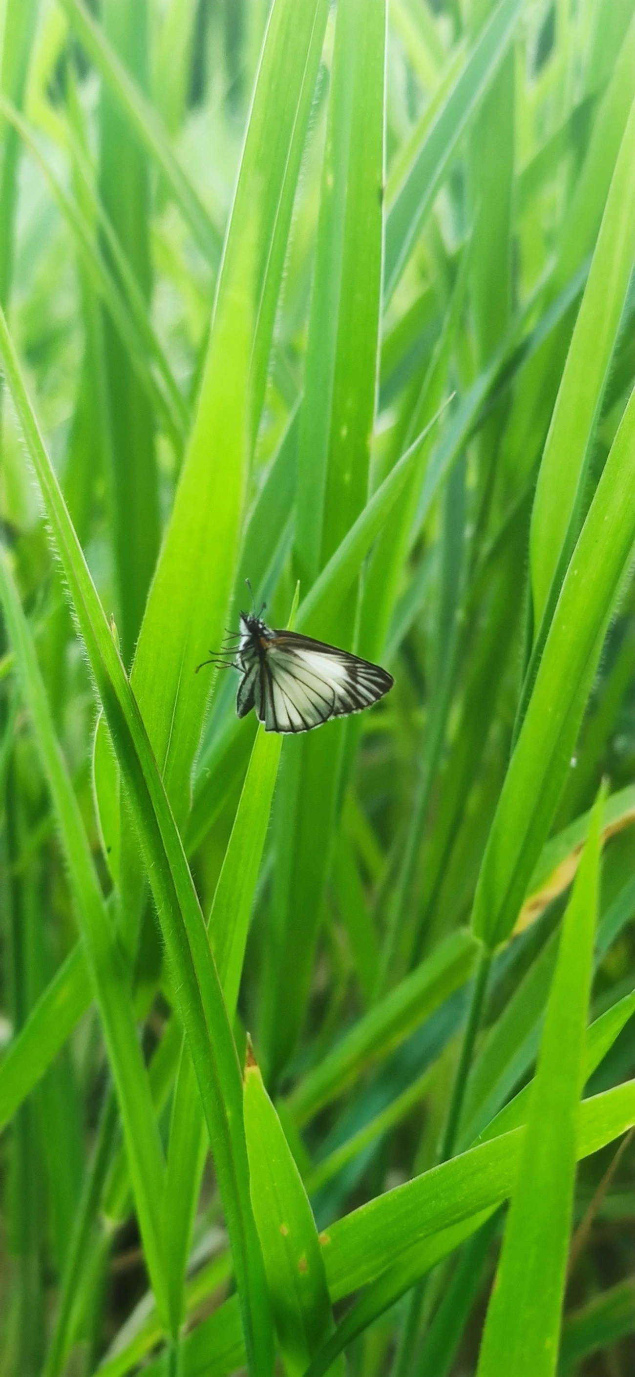 Hespéria-branca-nervurada (Heliopetes arsalte), insetos, fotografado em Maresias, São Sebastião
