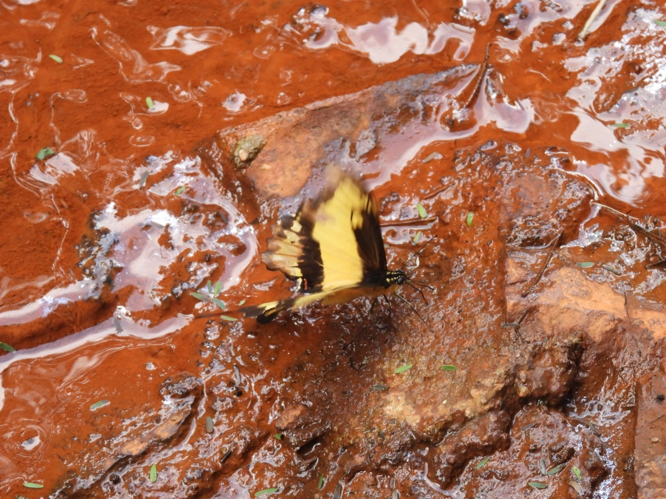 Rabo-de-andorinha-de-faixa-larga (Heraclides astyalus), insetos, fotografado em Cabreúva