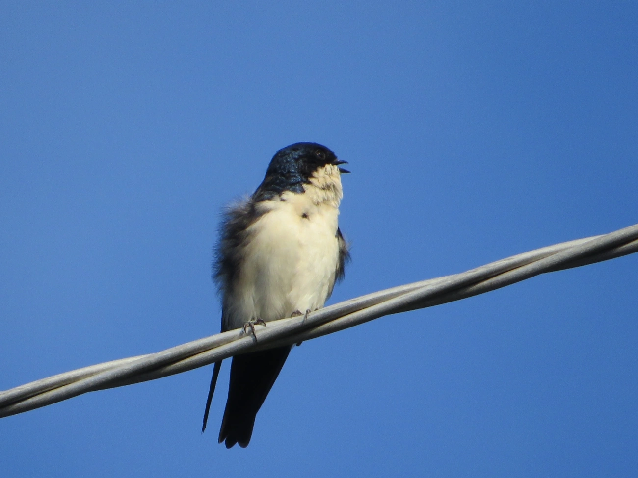 Andorinha-azul-e-branca (Pygochelidon cyanoleuca), aves, fotografado em Maresias, São Sebastião