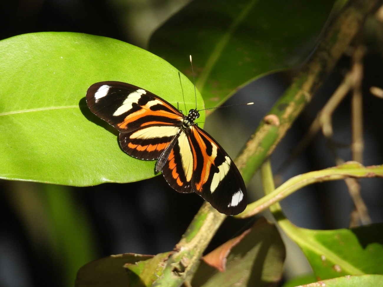 Maria-boba (Heliconius ethilla), insetos, fotografado em Maresias, São Sebastião