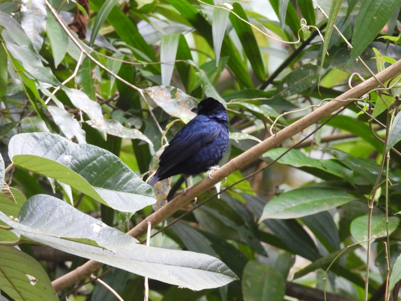 Tiê-preto (Tachyphonus coronatus), aves, fotografado em Castelhanos, Ilhabela