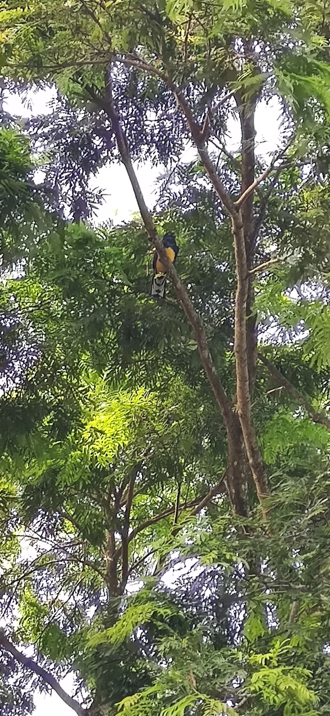 Surucuá-de-barriga-amarela (Trogon viridis), aves, fotografado em Maresias, São Sebastião