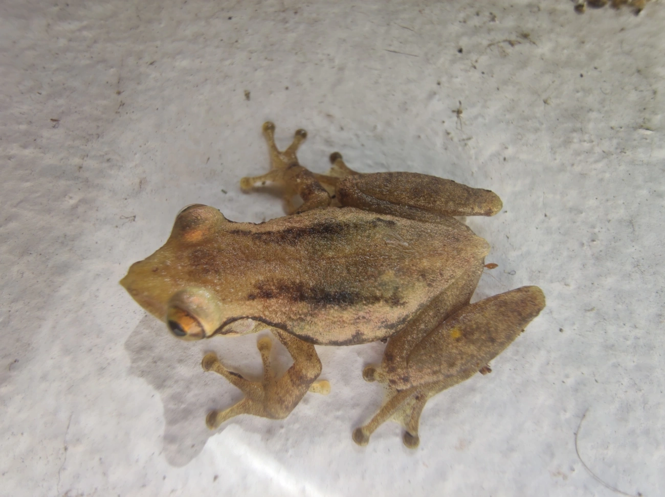 Scinax, anfíbios, fotografado em Maresias, São Sebastião