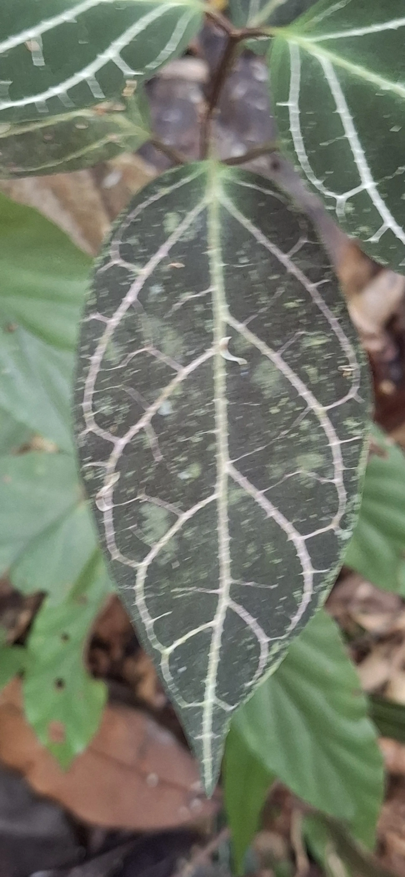 Prestonia, plantas, fotografado em Enxovas, Ilhabela