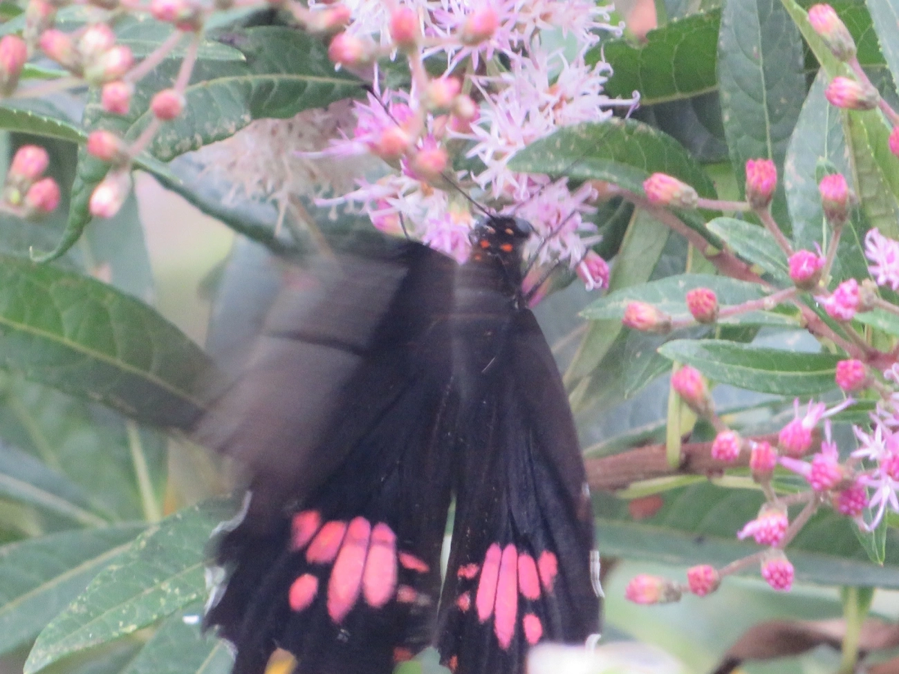 Rosa-de-luto (Heraclides anchisiades), insetos, fotografado em Maresias, São Sebastião