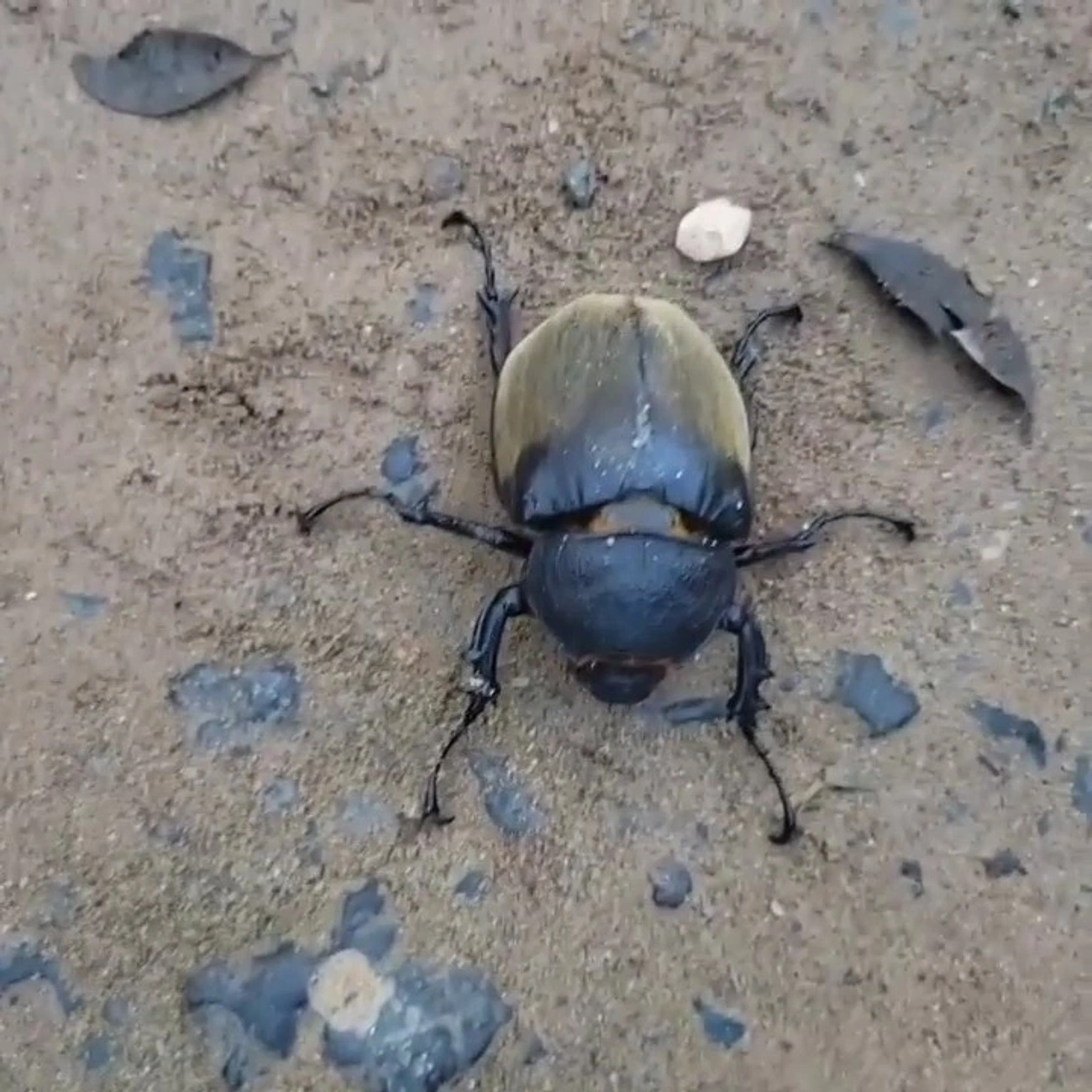 Besouro-Anúbis (Megasoma anubis), insetos, fotografado em Maresias, São Sebastião