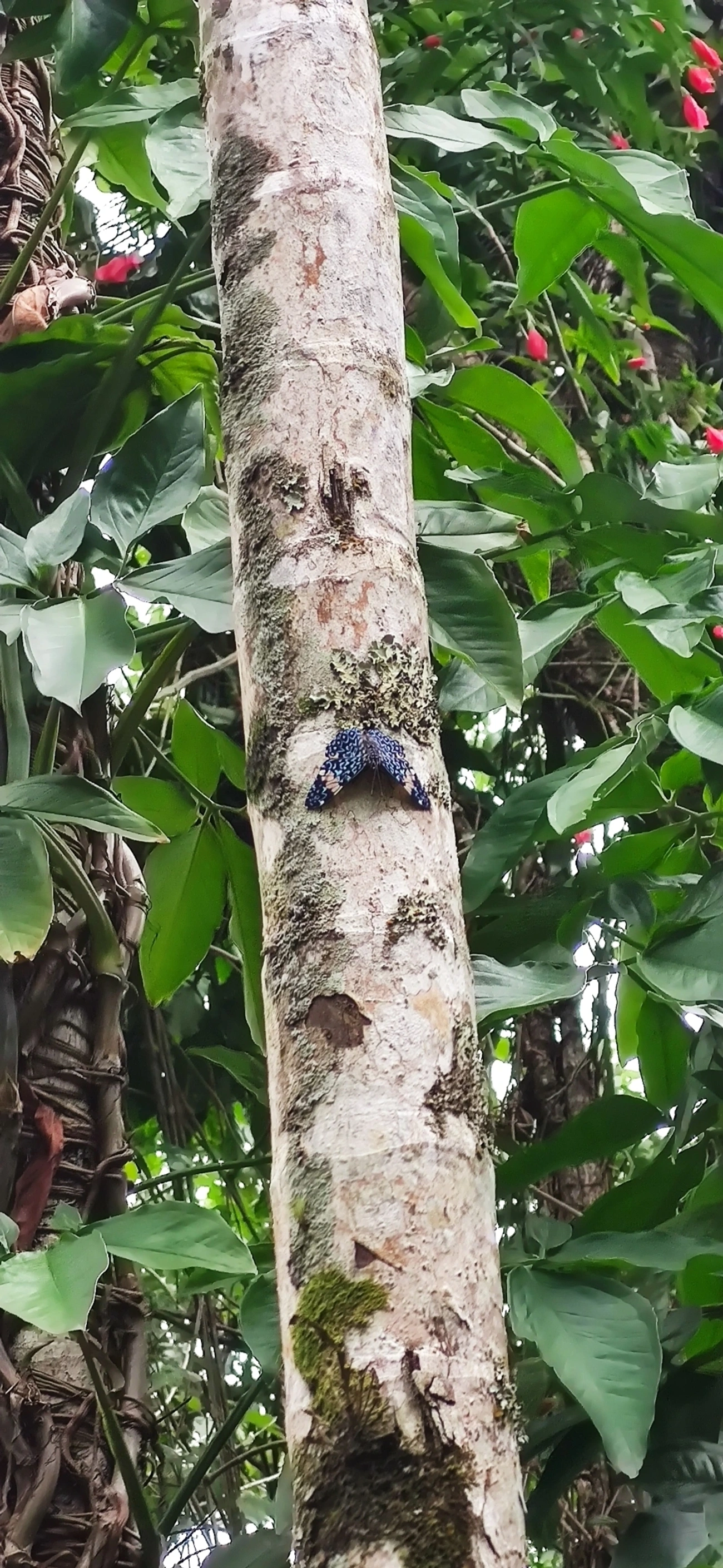 Assenta-pau (Hamadryas amphinome), insetos, fotografado em Maresias, São Sebastião