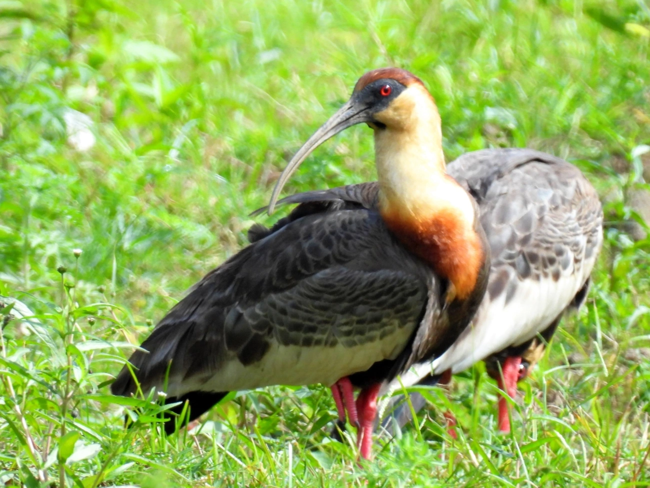 Curicaca (Theristicus caudatus), aves, fotografado em Praia da Enseada, São Sebastião