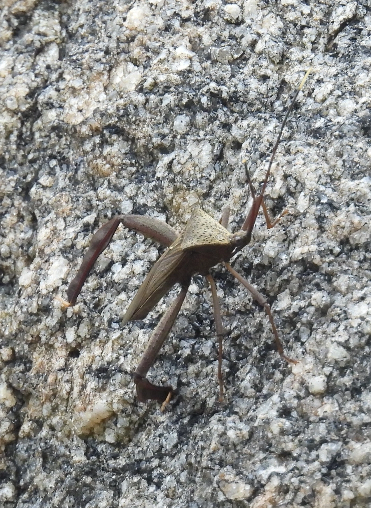 Spilopleura, insetos, fotografado em Maresias, São Sebastião