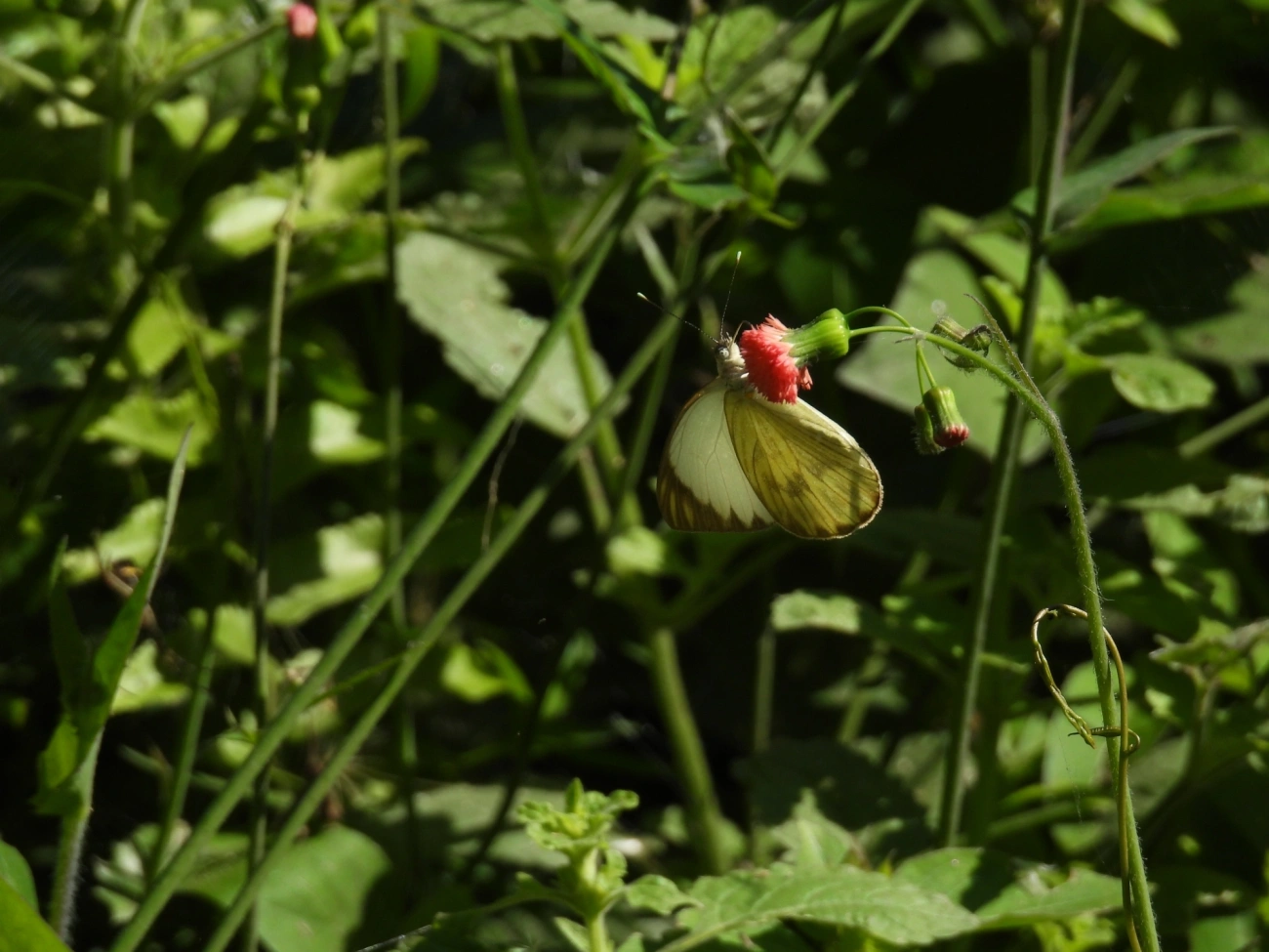 Borboleta-da-couve (Ascia monuste), insetos, fotografado em Maresias, São Sebastião