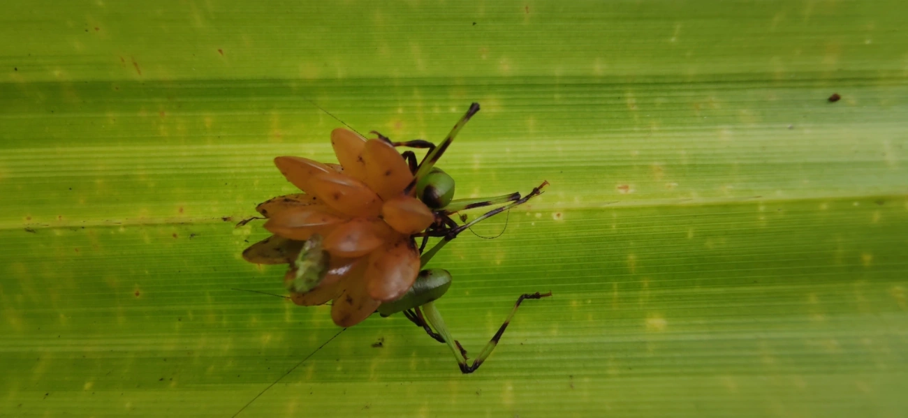 Cnemidophyllum oblitum, insetos, fotografado em Maresias, São Sebastião