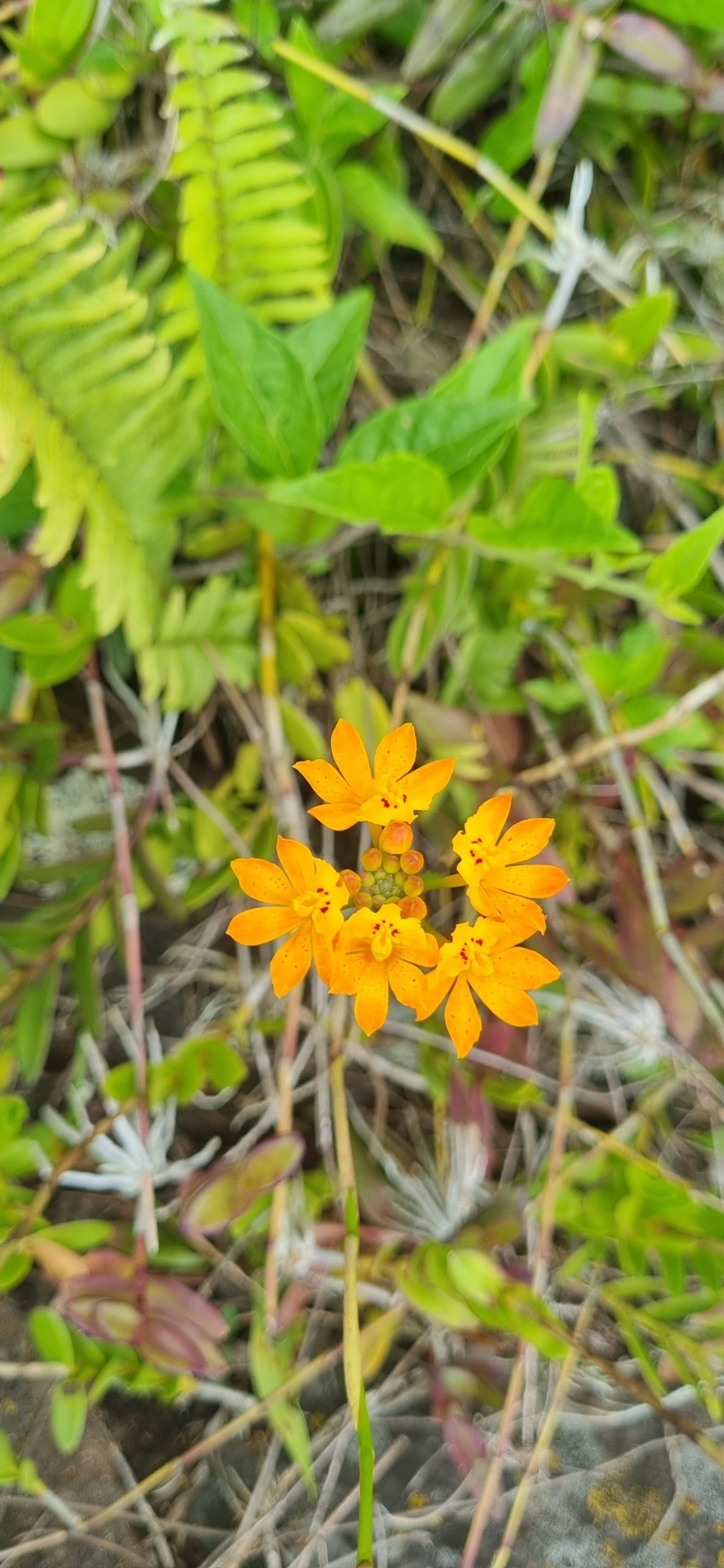 Orquídea-da-Praia (Epidendrum fulgens), plantas, fotografado em Toque-Toque Grande, São Sebastião