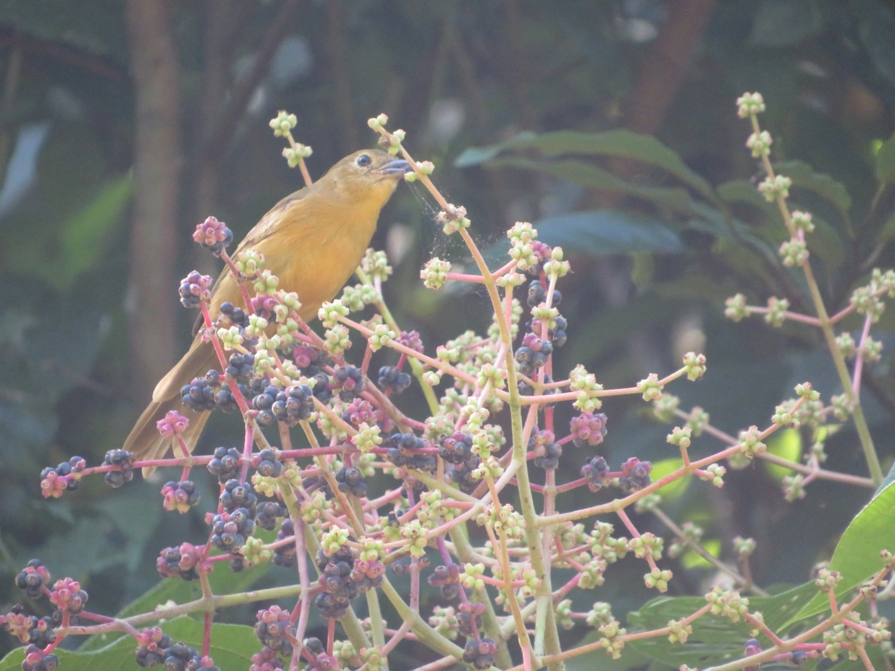 Tiê-galo (Loriotus cristatus), aves, fotografado em Maresias, São Sebastião