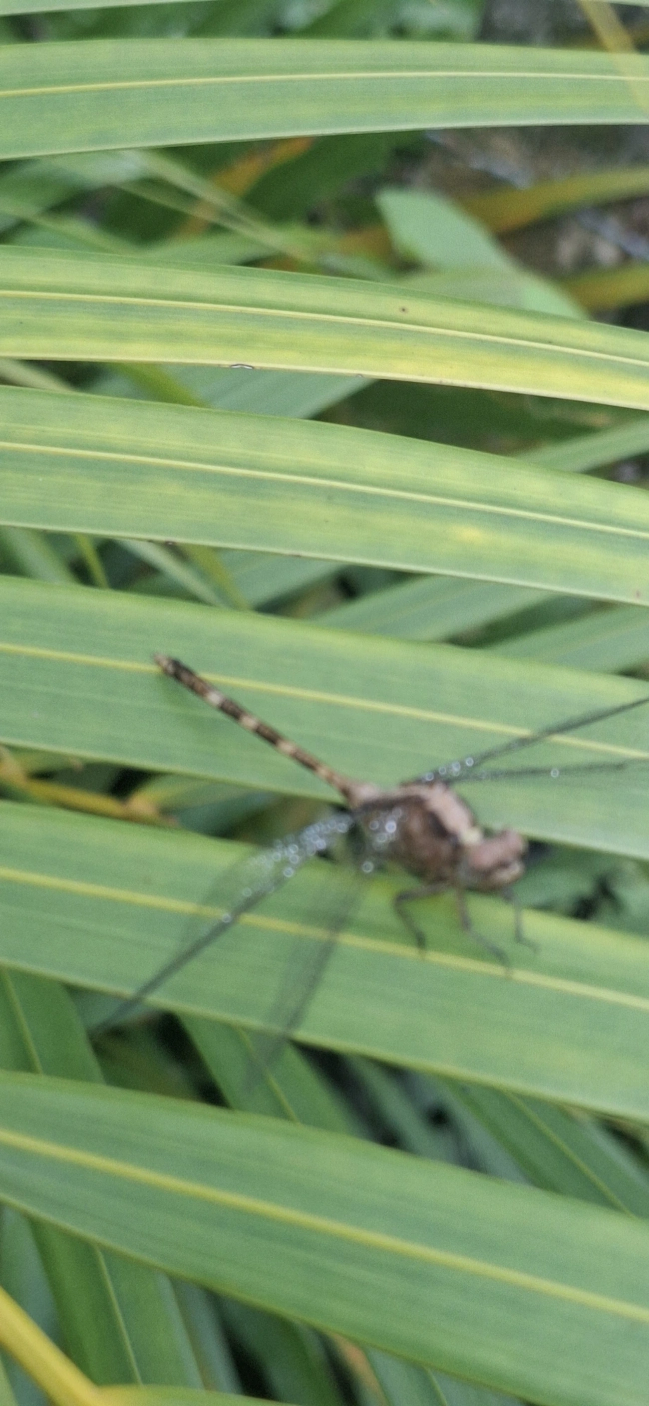 Erythemis, insetos, fotografado em Maresias, São Sebastião