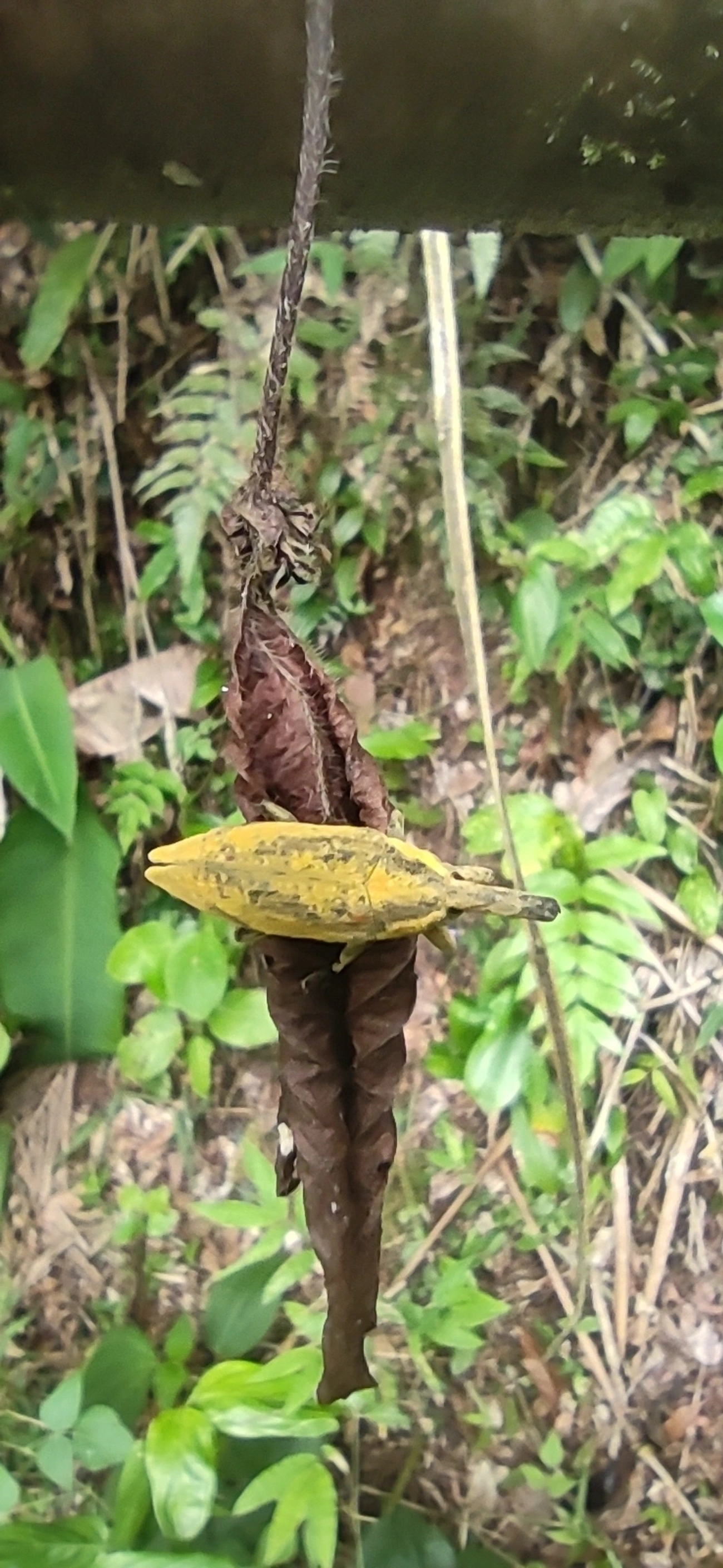 Lixus, insetos, fotografado em Maresias, São Sebastião